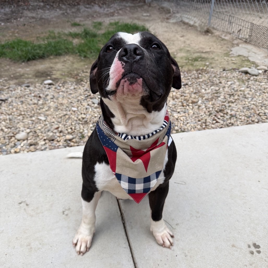 Have you met Leo? 😍
This sweet boy has been doing great with other dogs, been tested with kids, and been loved by all of his dog walkers. As you can tell by his photo and slide to, he’s got quite a personality! He was tested with the shelter partner’s 8 year old twins, an elderly yorkie, lived with another dog in an apartment building upon intake, and is living in the city now!
We’re not sure how this sweet pup ended up as a stray with our shelter partner, but we do know that he’s gonna make some Adopter very happy!
🐶 Neutered Male
⚖️ 60 lbs
🐾 2 years
🐕 Good with dogs
🐱 Unknown
👶 Tested well with 8 year old twins
Apply to adopt him today! Application link is in our bio 🔗
💜
-
#adoptable #fostering #lailaslegacy