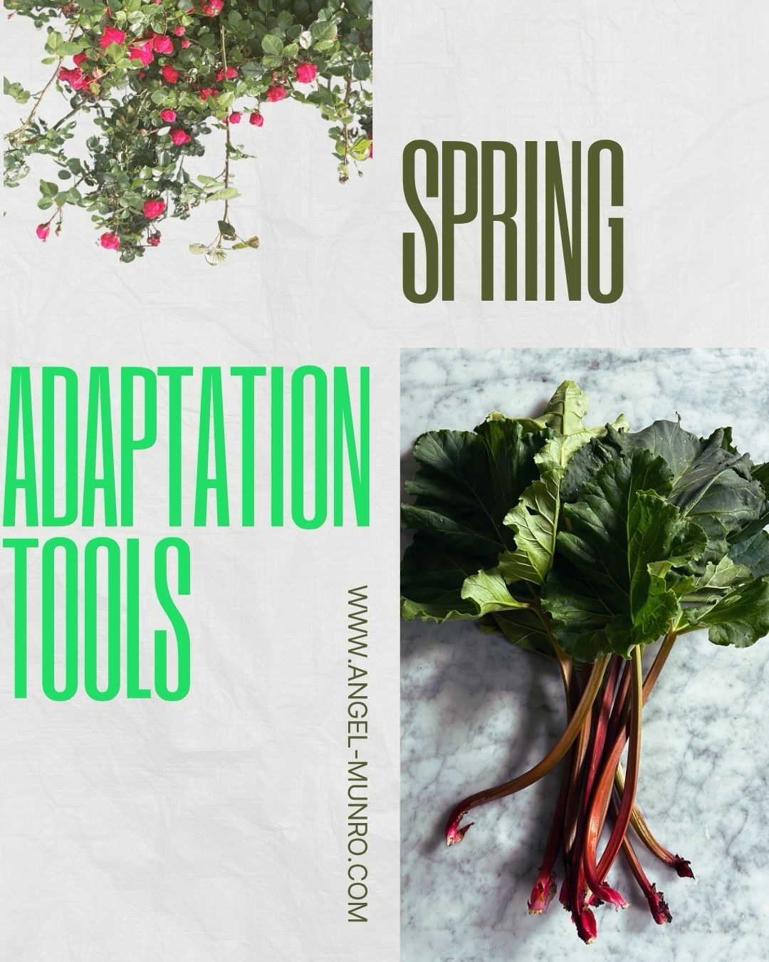 Simple diet and lifestyle tools that I use and recommend to slide into the seasonal change to spring. For the full article that I sent out to my subscribers last week, sign up to my newsletter and I’ll send it to you. Link in bio.💚