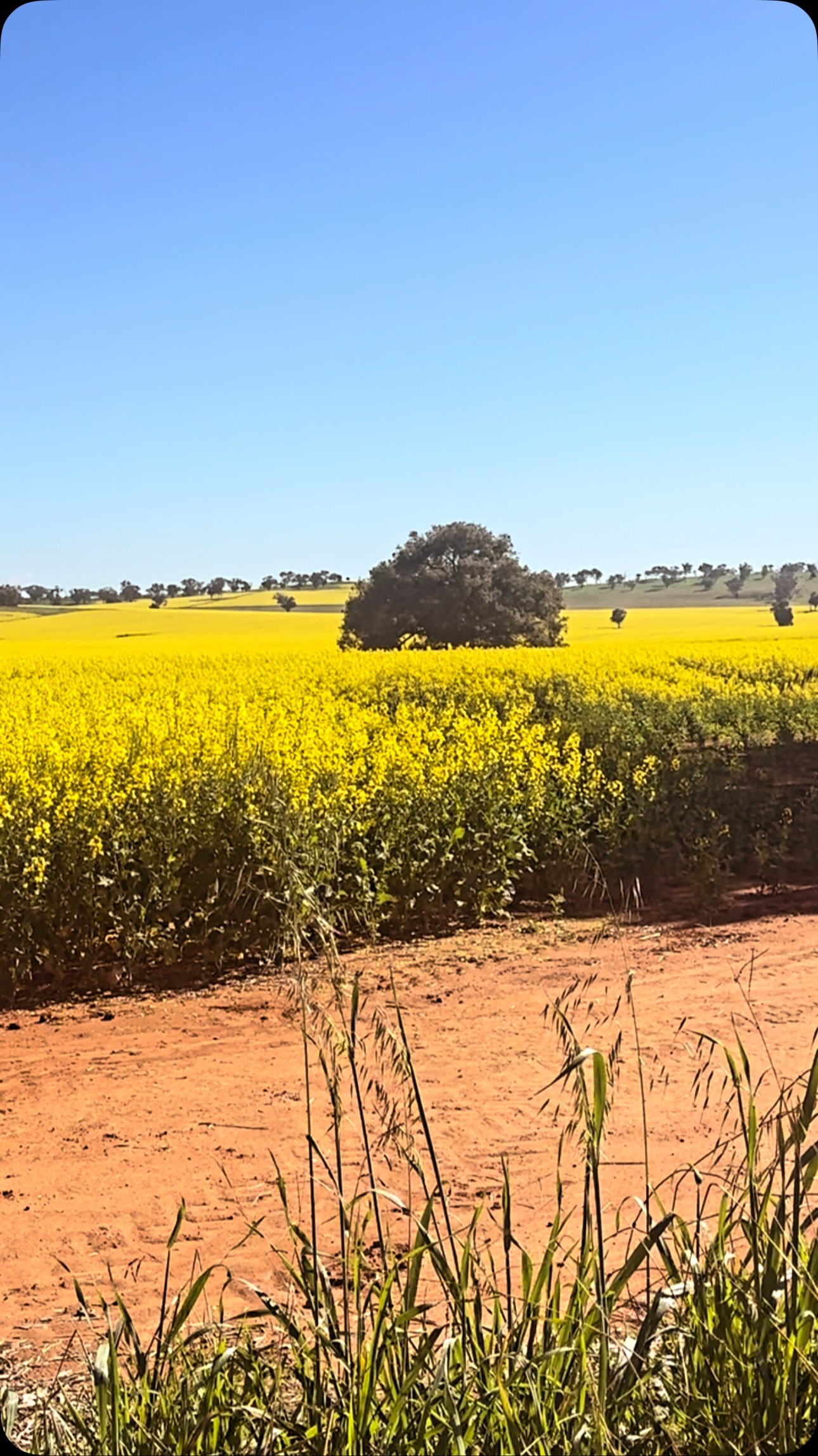 Canola season is here and the Riverina is putting on a show ππ #theqcottage #coolamon #thecanolatrail #visitcoolamon #airbnb
