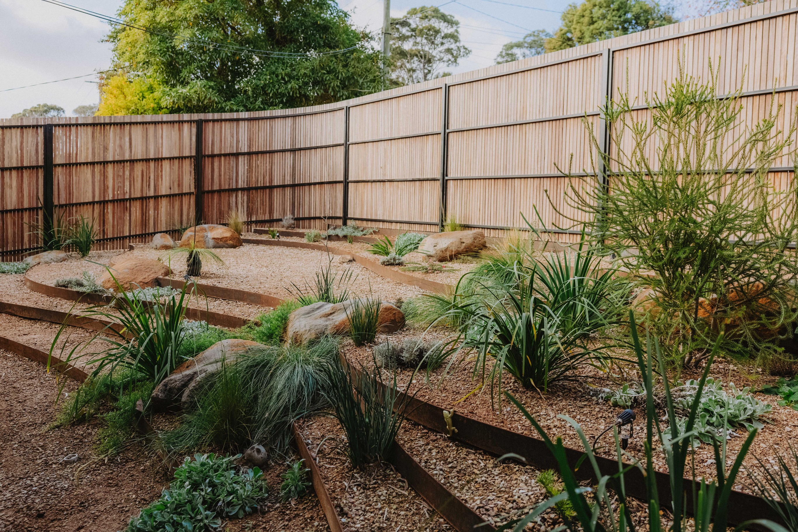 In 6 months, your garden could look like this…
👉 Swipe to see 6 months of growth at our Mount Waverley project.
This garden is almost 2 years old now, but that initial burst of growth still blows us away.
Now that it’s maturing, we’ve been chatting with the owners about ongoing maintenance.
They have our pollinator-friendly maintenance guide and they’re deciding whether to prune everything back each year, or let things go for a little longer.
Last year, they didn’t cut anything back at all.
Leaving seed heads and stems standing doesn’t just create interest, it also provides food and shelter for critters.
But this year, some of their grasses are looking a little unruly, so they’re going to cut them right back.
The grasses will sprout fresh green shoots and be feathery again by summer.
There will be plenty of habitat plants still standing, so the garden will keep supporting life while the grasses regenerate.
This is what low-maintenance looks like to us.
A little pruning now and then, instead of mowing every weekend.
📸 @chloesmithphotography
