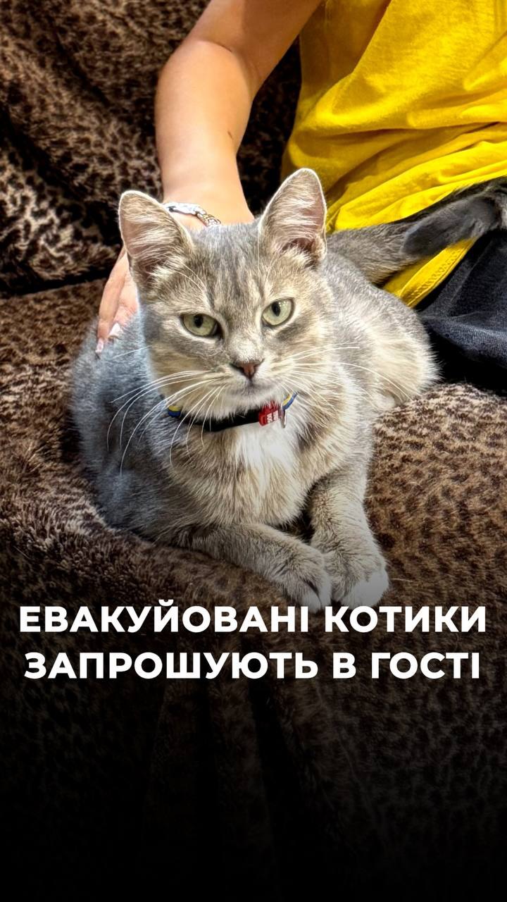 В наш реабілітаційний центр для евакуйованих котиків @malenkii.prince_ark завітали маленькі гості з дитячого центру «ДрузіЛенд» (⬇️ENG)
«Ми вирішили дітям показати, як це проявляти любов до тварин у такий важкий час, - каже працівниця центру Анастасія, - ми їм прививаємо любов до людей, до один одного, до тварин та до Бога».
Ви також можете завітати до наших евакуйованих котиків та взяти участь в їх адаптації
І найголовніше, серед усіх котиків ви можете знайти Друга та всиновити його в родину
Саме цього евакуйовані котики потребують більш за все❤️
Наша адреса: вул. О. Олеся, 7 (біля м. Ботанічний сад)
Працюємо з середи по неділю включно, з 12 до 18 години
Контактний номер:
+380662320662 (WhatsApp / Viber / Telegram)
Зробити донат можна за посиланням у біо чи в коментарях 👉
Our rehabilitation center for evacuated cats @malenkii.prince_ark welcomed some little guests from the “DruziLand” children’s center.
“We decided to show the children what it means to show love to animals during such a difficult time,” says Anastasiia, a staff member at the center. “We teach them to love people, one another, animals, and God.”
You can also come visit our evacuated cats and take part in their adaptation.
And most importantly, among all the cats, you may find a Friend and adopt them into your family.
This is what evacuated cats need most of all ❤️
Our address: 7 O. Olesia St. (near Botanichnyi Sad metro station)
We are open Wednesday through Sunday, from 12:00 to 18:00.
Contact number:
+380662320662 (WhatsApp / Viber / Telegram)
You can donate via the link in our bio or in th