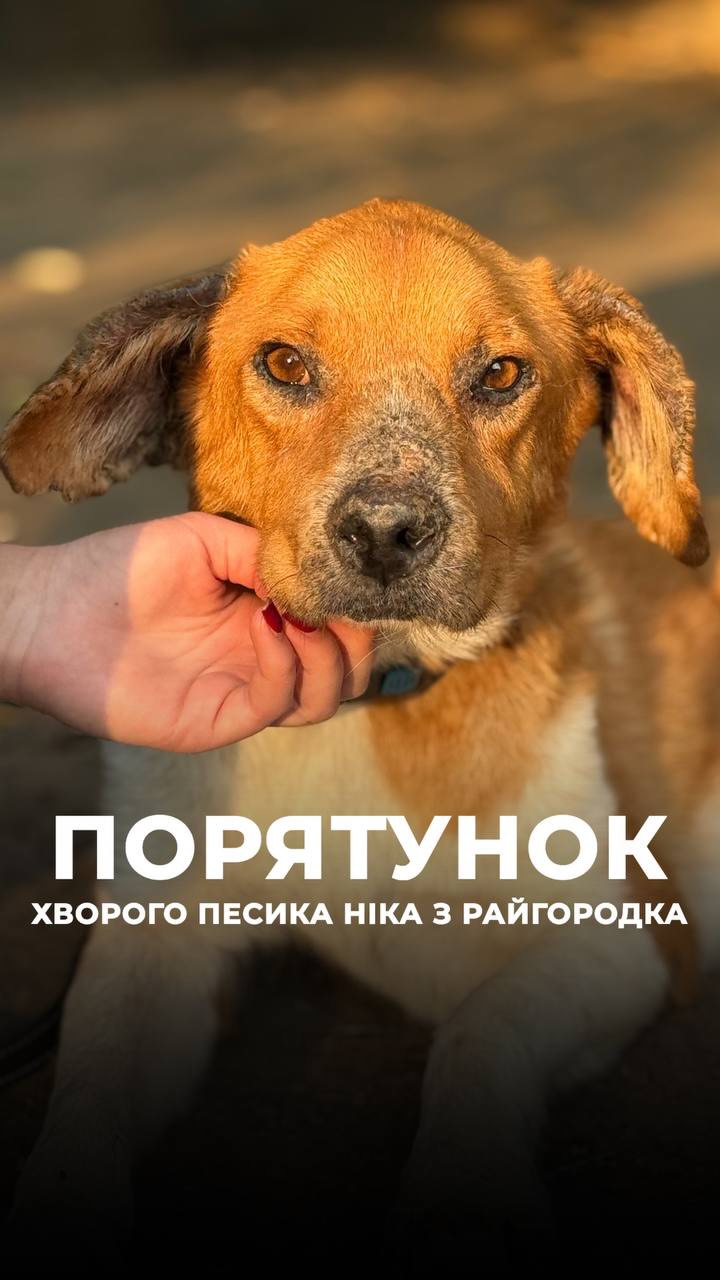 Райгородок. У такому стані песик Нік приблукав за порятунком до людей, які ще лишаються в місті
«Він бігав у зграйці та був найслабший серед усіх - явно був хворий та ледь ставав на лапки. Ми одні з небагатьох, хто ще лишився тут. Ми забрали його в дім, були на звʼязку з ветеринаром. Відгодували його трошки та попросили допомоги в лікуванні».
Вікторія своїми силами вивезла песика у Словʼянськ, звідки ми його забрали та привезли в ARK.
У Ніка виявили саркоптоз (хвороба, спричинена підшкірним кліщом) і отит.
Він дуже любить людей. А найбільше задоволення – полежати на сонечку.
Після завершення лікування Ніка можна буде всиновити в родину!
Дякуємо @petadeutschland за допомогу в порятунку тварин війни!
Хай Життя переможе все!
Зробити донат можна за посиланням у біо чи в коментарях 👉
RAIhorodok. In this condition, a dog named Nik came to people who are still staying in the city, seeking help and rescue.
“He was running with a pack and was the weakest of them all — he was clearly sick and could barely stand on his paws. We are among the few people who are still here. We took him into our home and stayed in touch with a veterinarian. We fed him up a little and asked for help with his treatment.”
Victoria managed to get Nik to Sloviansk on her own, where we picked him up and brought him to ARK.
Nik was diagnosed with sarcoptic mange (a disease caused by mites that burrow under the skin) and an ear infection.
He loves people very much. And his greatest pleasure is lying in the sunshine.
Once Nik completes his treatment, he will be avail