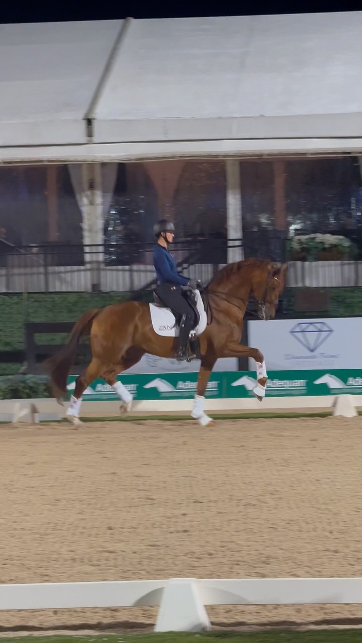 ๐๐ ๐๐๐๐๐๐๐๐ ๐ฅ Loved seeing this one schooling at Global under Adrienne Lyle earlier this year, enough that we have a foal coming from our ๐๐ฅ๐ข๐ญ๐ ๐๐๐ซ๐ ๐
๐๐๐ข๐๐ง๐ง๐ ๐๐ (Franziskus FRH x Royal Classic x Diamond Hit) for 2027! My Vitality was a Premium stallion and performance test winner in Denmark, now successful up to Inter II with scores to 77+%. In utero options available.
#quanticosporthorses #breedingforthefuture #breedingwithapurpose #myvitality #foalsof2027