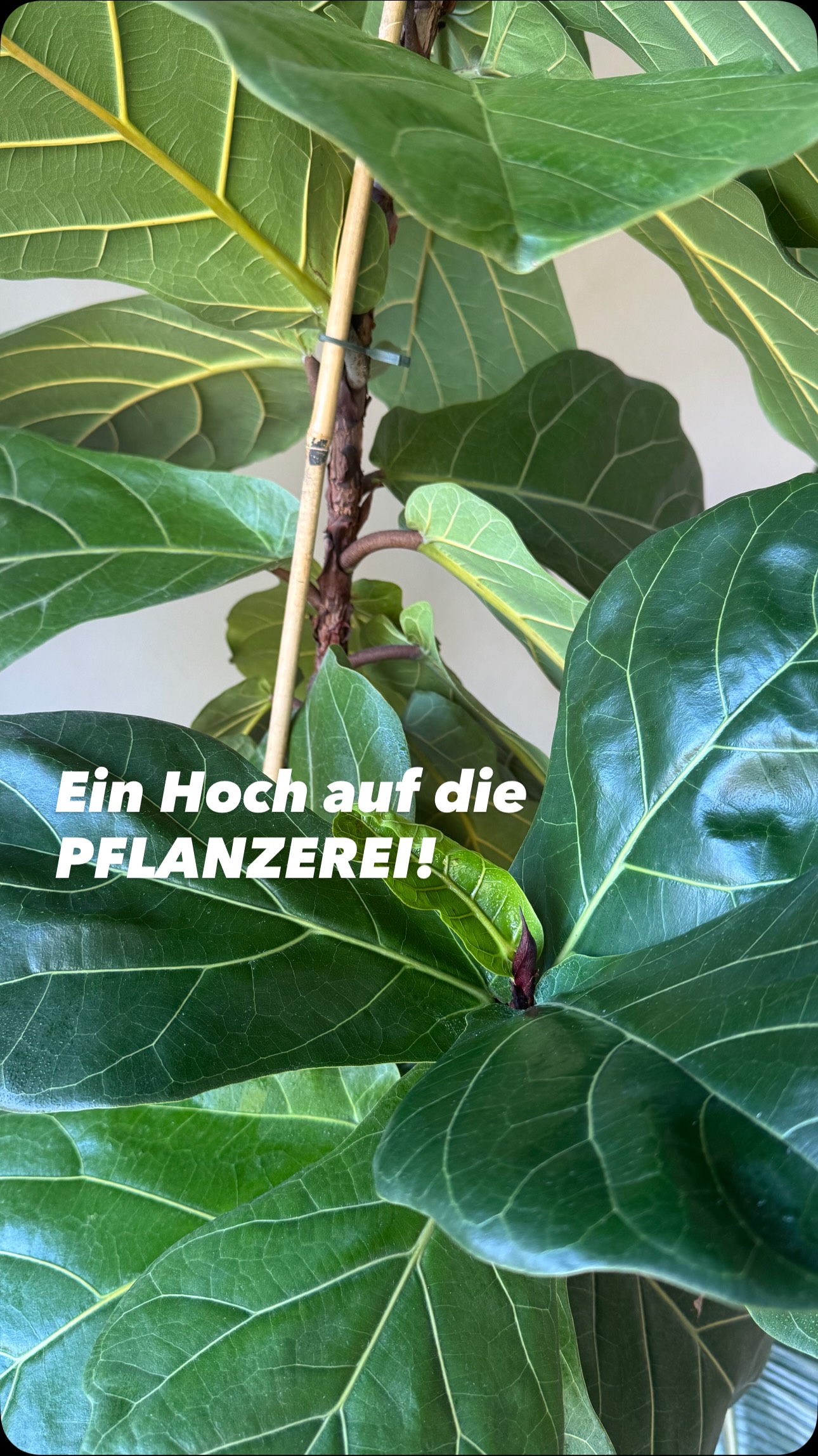 Auch unsere Pflanzen bekommen bei uns Raum zum Wachsen. 🌿🪴