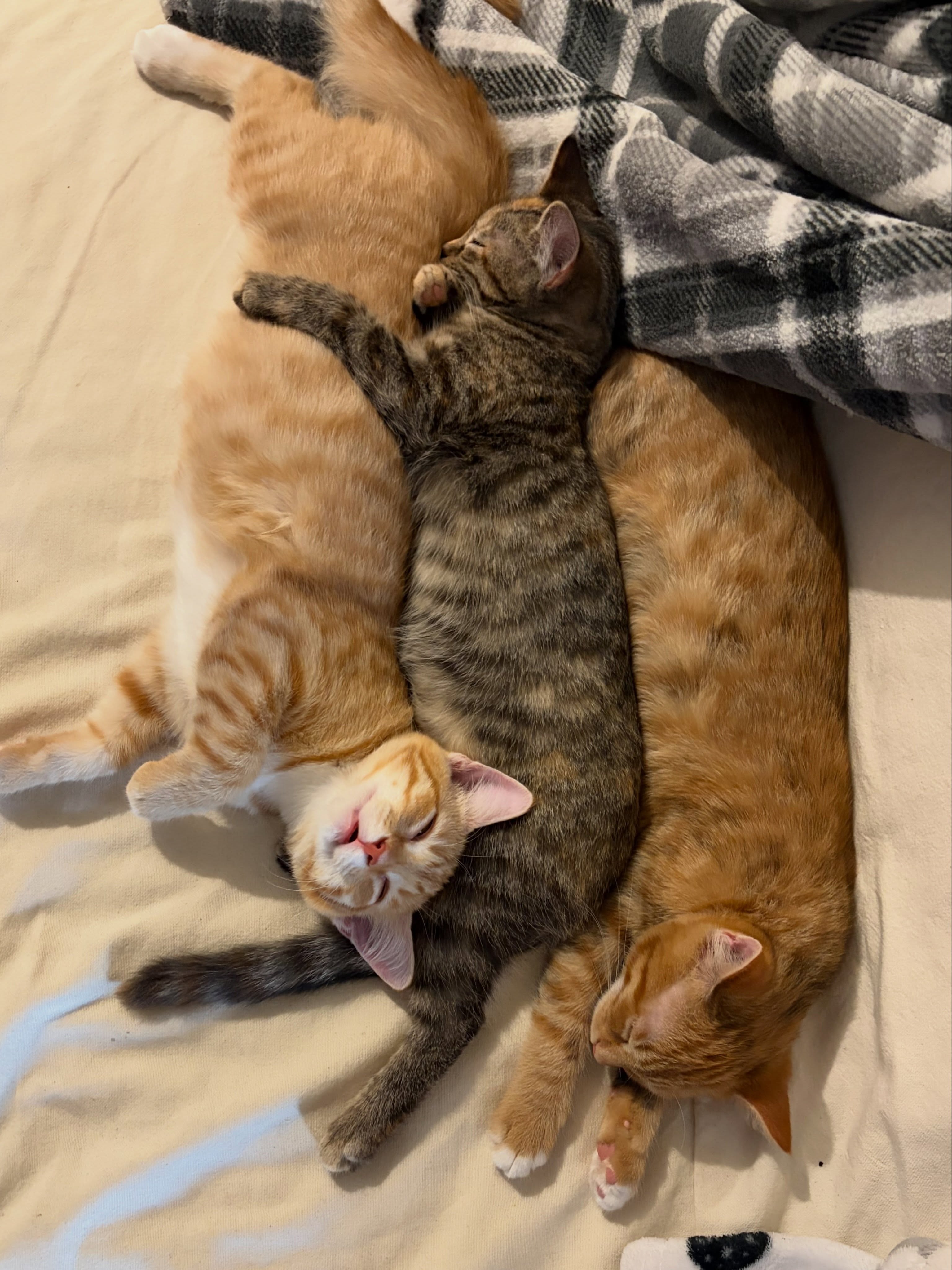 The P-Kittens: Percy, Phoenix, and Poppy, are still adoptable and we can’t believe these snuggling cuties haven’t been adopted yet!!
🐶 Two Males + One Female
🐾 4.5 Months
🐱 Love to be with each other obviously
🐕 Unknown but no concerns based on adoption event behavior
👶 Met them at events through a crate
📦 Litter box trained
Apply to adopt one (or two!) today! Application link is in our bio 🔗
💜
-
#adoptable #fostering #lailaslegacy