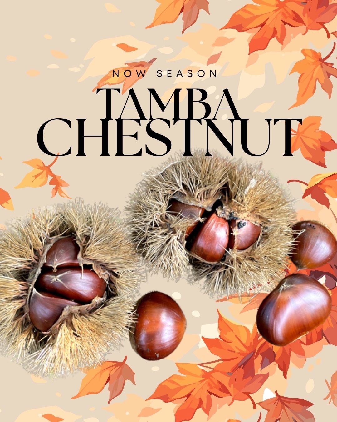 Tamba chestnuts🌰, also called “the best chestnut in Japan”🫢, are famous for their sweetness🍯 and their size🐘. A record shows that Tamba chestnuts were presented to the imperial court👑 in the Heian Period (794-1185)! Cherished for over 1000 years, it is THE best🌟 chestnuts in Japan🇯🇵.
But why are the chestnuts in Tamba City so different🤔? It is because of Tamba’s unique climate🌈. The temperature difference during daytime🌅 ️and nighttime🌠 are significant, allowing the chestnut to absorb💫 energy during daytime☀️ and save🪴 energy during nighttime🌛. Dense fog🌫️ caused by the big temperature difference🌡️ also helps the chestnuts to stay hydrated💧 even during a dry fall season🍁. 🌰Tamba Chestut season - Mid-September to mid-October. Don’t miss out on this amazing seasonal food in Tamba City🤩!
🌲Fukuda Agritourism Chestnut Farm
Experience chestnut picking✨
🌰Available on mid-September to mid-October
📍192 Fukuda Hikami-cho, Tamba City, Hyogo
🧶kitakinki.gr.jp/spot/1141
☕Hiro-chan Chestnut Orchard Farm Cafe
👉hirochankuriendeyaoya.jp
Check out this shop to buy homegrown Tamba chestnuts. They are locally famous for its sweeter taste.
🌰Available on late-September to mid-October
📍273-5 Asasaka, Hikami-cho, Tamba City, Hyogo
☕NAKAJIMATAISHODO
👉ntdshop.jp (JPN)
Enjoy desserts made with ingredients of Tamba in a cafe with elegant scenery. Their desserts with chestnuts are from their own Tamba chestnut farm.
📍448 Kaibara, Kaibara-cho, Tamba City, Hyogo
@nakajimataishodo
#丹波栗 #丹波栗モンブラン #tamba #tambachestnuts #hyogo