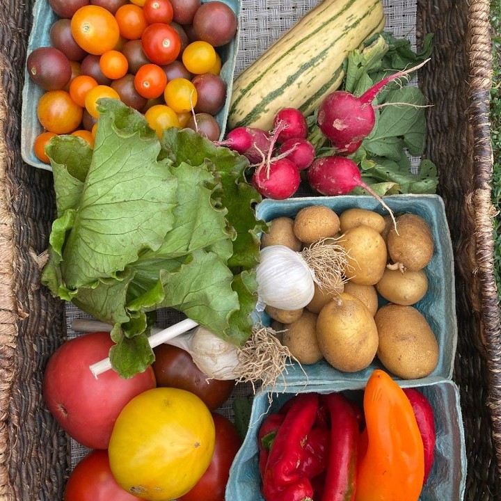 CSA week 16