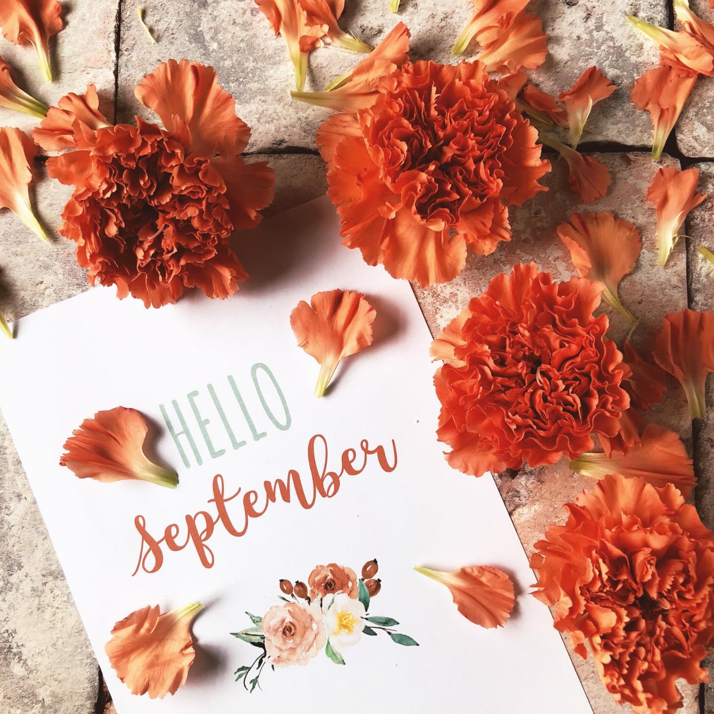 🌱 Happy September 1st from Safe Soil UK!
A new month, a new season, and another opportunity to care for the soil beneath our feet.
This September, let’s keep putting soil health where it belongs...at the heart of a sustainable UK.
#HappySeptember #SafeSoilUK #SoilHealth #soil