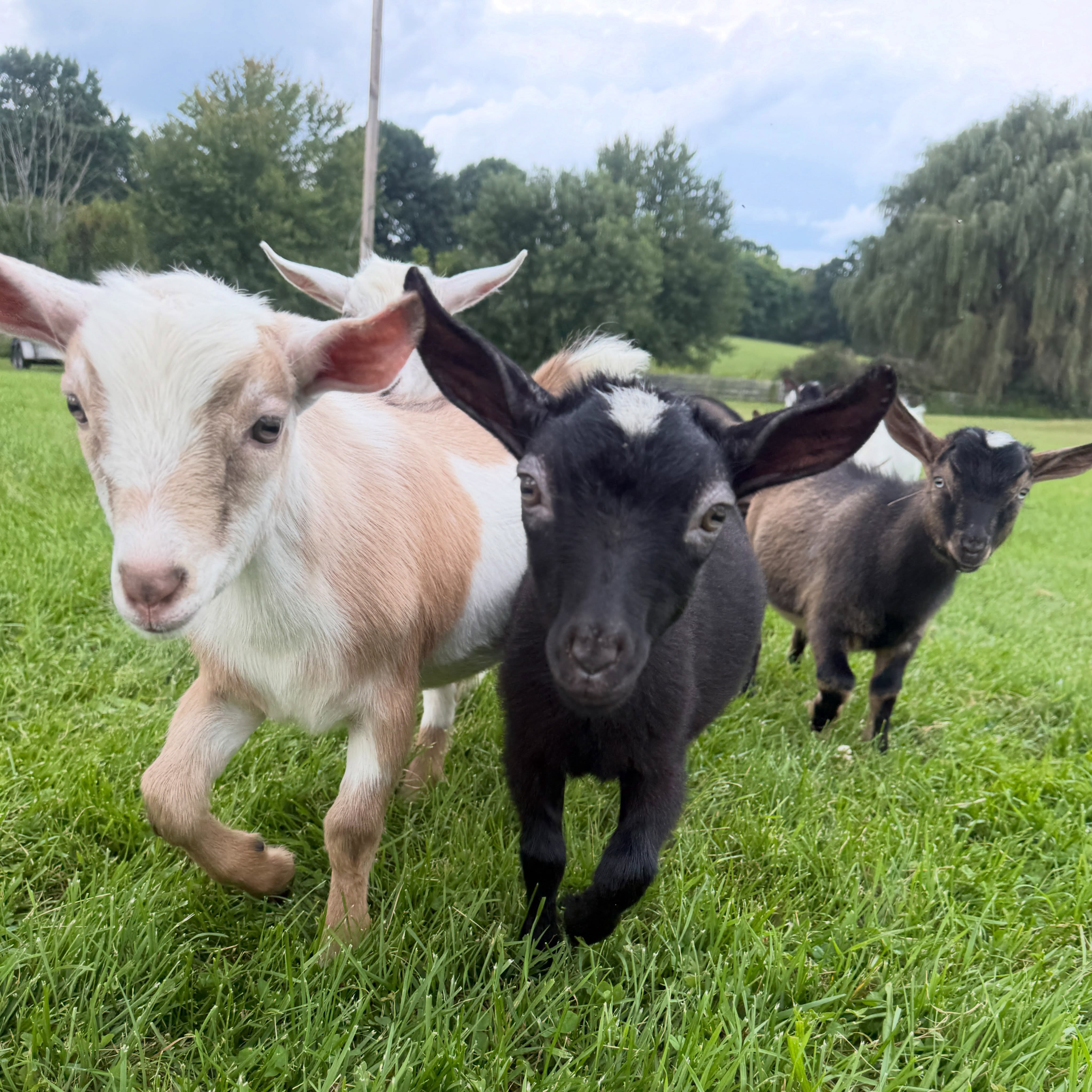 Our tiniest yogis are almost ready for their debut in Septemberโtheir first class will be open for registration soon! ๐๐งโโ๏ธ๐
Want to be the first to know about new events and experiences? Join our mailing list: bit.ly/NMFMailingList
#goatyoga #babygoats #happyvalley #statecollege #psu