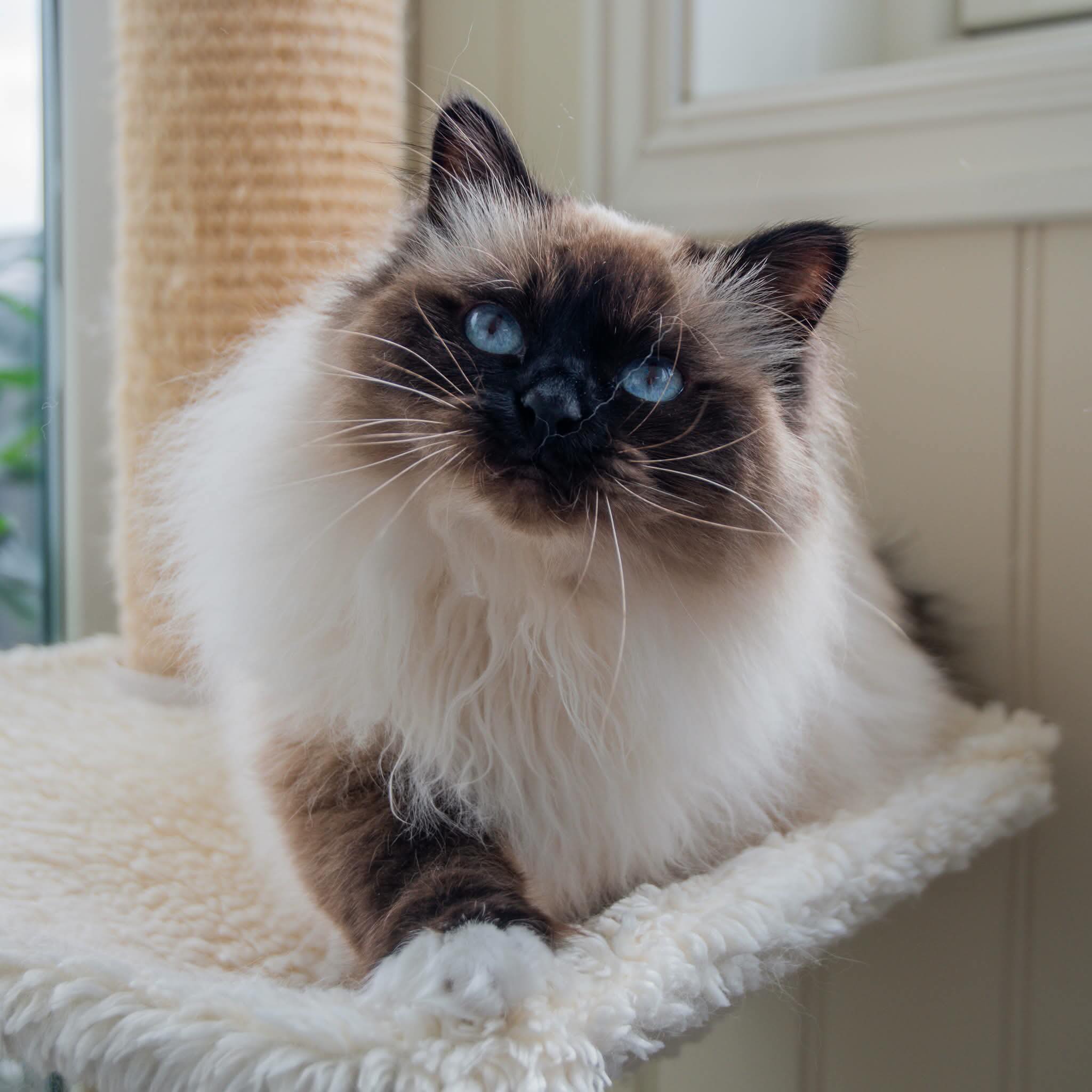 GIP SC NO*Lunarlight’s Bellatrix DVM 🥰❤️
Har blitt både Grand International Premior og Distinguished Variety Merit denne sommeren 🥳🎉
Foto: @mariegl2001 #birman #birmancat #fluffy #longhair #helligbirma lilacpoint sealpoint colourpoint colorpoint whitecoat sacredbirman blueeyes blueeyedcat birma catsoninstagram catsofinstagram cats cat catsoftheworld catsagram catoftheday kattensrollsroys