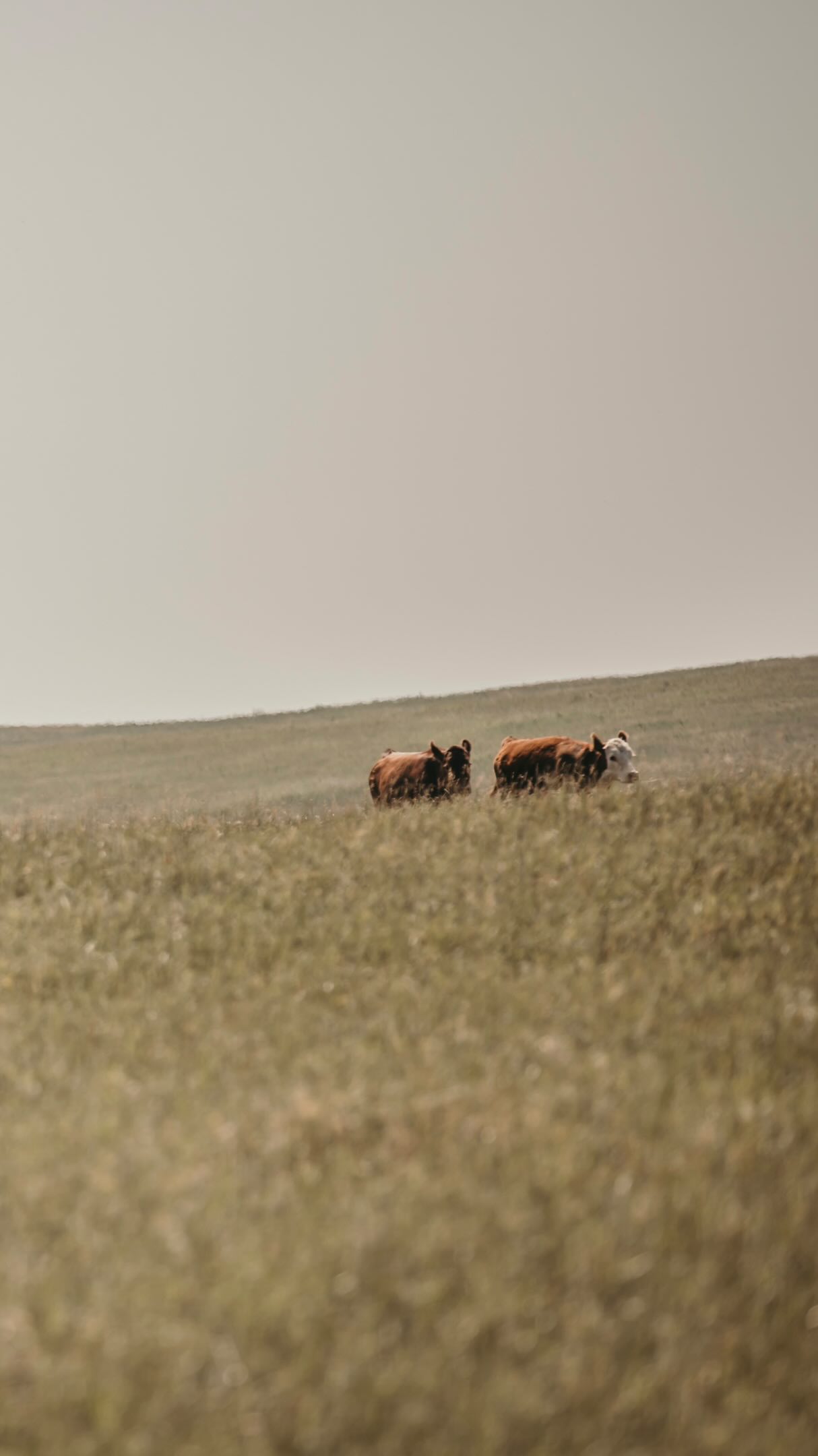 Building your farm to table business? Follow along. If you are looking for a marketer that understands agriculture, understands your way of life (and why it matters) and is passionate about getting her clients results then shoot me a DM. That means we’re the perfect match. 🫶🏼 I offer social media marketing + management, web design, and for the folks who are wanting to handle their marketing efforts themselves, but are ready for support, guidance & for things to be a whole heck of a lot easier, I offer a coaching & consulting hybrid. Visit the link in my bio or shoot me a DM to learn more! 🤍
