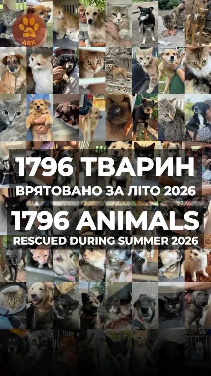 1796 тварин врятовано за літо 2026 (⬇️ENG)
Червень. Працюємо переважно в Дружківці. Спільними зусиллями врятовано 568 тварин
Липень. Дружківка залишається основним напрямком нашої евакуації. Вивозимо тварин із людьми. 648 тварин врятовано спільними зусиллями.
Серпень. Нам починають активно надходити заявки з Райгородка, Краматорська, Словʼянська.
Краматорськ і Словʼянськ офіційно оголошено зоною активних бойових дій.
Все більше людей просять евакуювати тварин. кілька разів ми вже вивозили людей із тваринами.
580 тварин врятовано в серпні.
297 із цих тварин забрали під свою опіку інші організації та волонтери.
72 тварин знайшли сімʼї по Україні та за кордоном, 178 – повернулися до рідних господарів.
1796 тварин врятовано спільними зусиллями за літо 2026.
Це все було б неможливо без кожного з вас.
Порятунок життів триває …
Дякуємо @petadeutschland за допомогу в порятунку тварин війни!
With footage by @simons.logic
1796 animals rescued in summer 2026
June. We worked mainly in Druzhkivka. Together, we rescued 568 animals.
July. Druzhkivka remained the main direction of our evacuations. We evacuated animals together with people. 648 animals were rescued through our joint efforts.
August. We began receiving more and more requests from Raihorodok, Kramatorsk, and Sloviansk.
Kramatorsk and Sloviansk were officially declared areas of active hostilities.
More and more people are asking us to evacuate their animals. Several times, we have already evacuated people together
