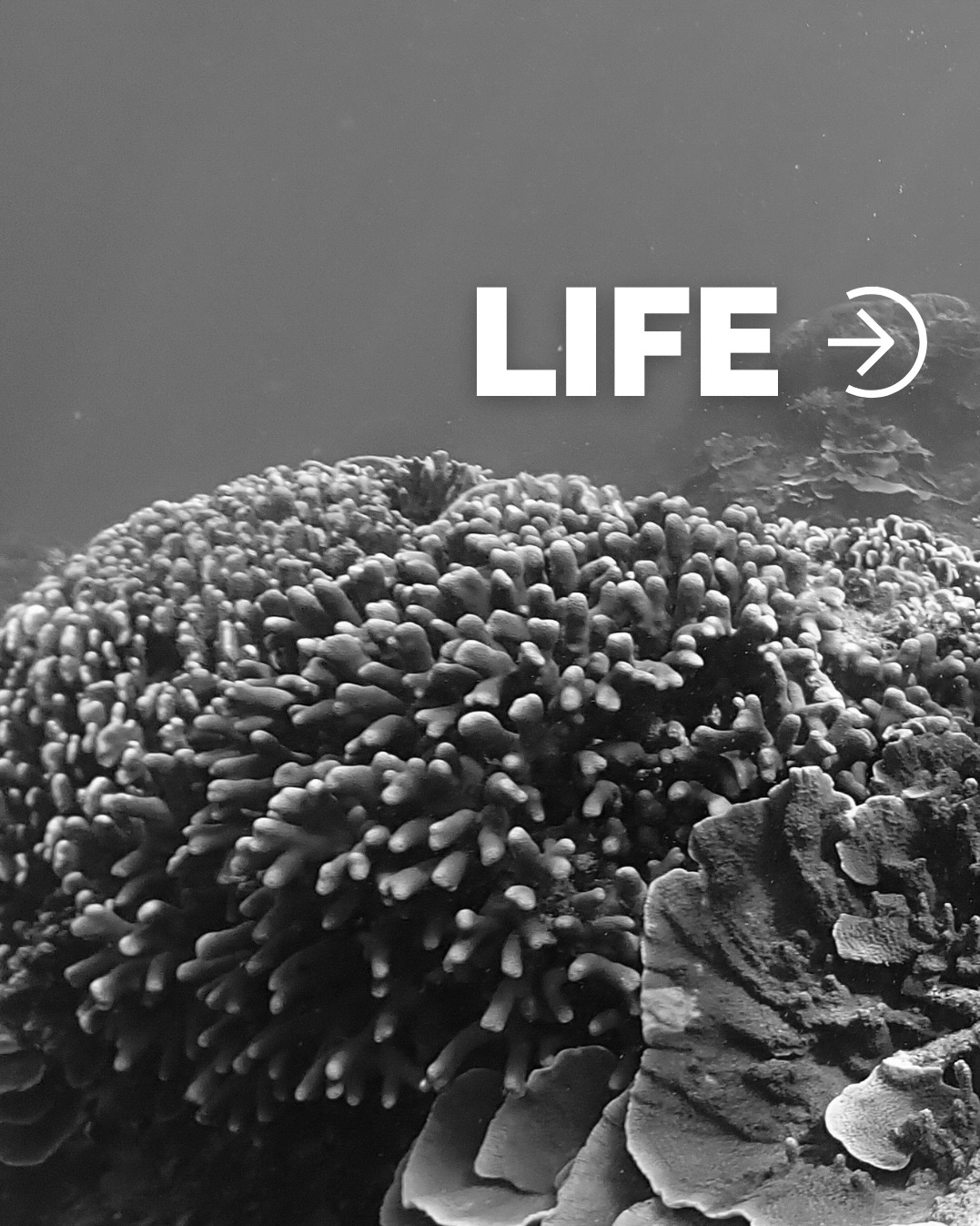September is #CoralBleachingAwarenessMonth 💙
By bleaching our logo for the month of September we join @coral_org, along with many other organizations around the globe, to amplify the urgency of coral reef protection and the power of collective action.
Bleaching doesn’t mean death, and it certainly doesn’t mean the fight is over.
Life is better in color after all!
We’ll be sharing bleaching resources, policy advancements, and emergency response guidance, throughout the entire month, with the goal of reminding the public and our community that corals matter, and the work of incredible restoration practitioners around the world is making a difference.
#coralbleaching #lifeisbetterincolor #coralreefs #coralrestoration