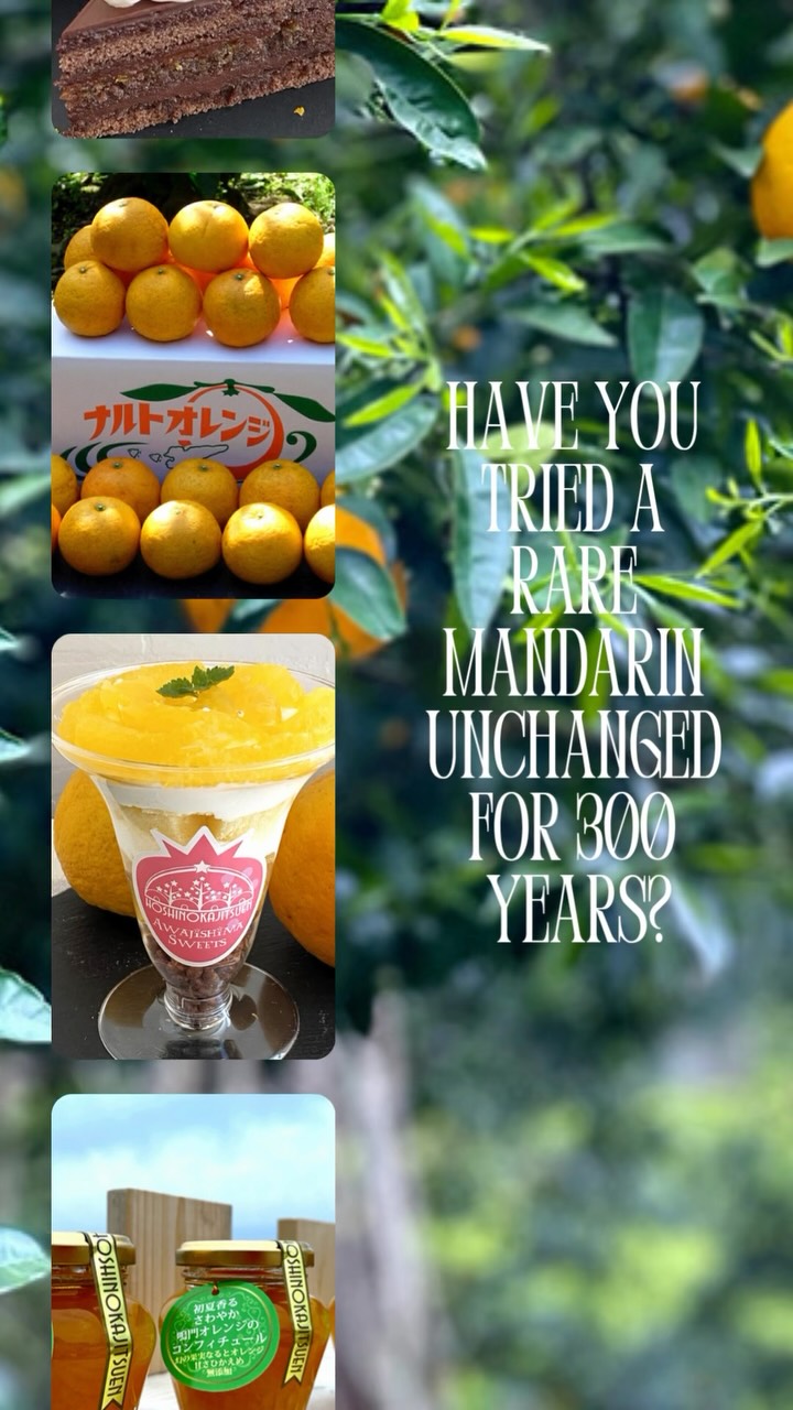 A legendary citrus from Awaji Island. 🍊
🎌Awaji Naruto Orange is a rare citrus that has remained unchanged since its discovery about 300 years ago. 🌳While regular orange trees usually stop bearing fruit after around 50 years, ⚡Awaji Naruto Orange trees are long-lived and known for their strong vitality.
🗾Grown only on Awaji Island, this unique citrus has become increasingly rare with the rise of imported oranges. 👀Today, traditional agricultural products like Awaji Naruto Orange are being rediscovered, 🫗with more farmers, cafés, and shops embracing this special fruit.
🥮Nagate Choeido, established in 1930, uses Awaji Naruto Orange to create Awaji Orange Stick. 🧡The orange peel is carefully candied in sugar, then each piece is lovingly coated by hand with Belgian chocolate. 🍫Although available only for a limited time, Hoshinokajitsuen Bloom occasionally serves cakes and sweets made with Awaji Naruto Orange. 🥤If you’d like to enjoy the fresh fruit or freshly made orange juice, be sure to visit Wakamiya Orange Farm’s website. 🚴And if you’re traveling around Awaji Island, keep an eye out in souvenir shops for products featuring this rare and special citrus! 🍊
🍊Wakamiya Orange Farm
🌐naruto-orange.sakura.ne.jp (JPN)
🎂Hoshinokajitsuen Bloom
📍 2416-6 Sano, Awaji, Hyogo
🌐hoshinokajitsuen.jp
@hoshinokajitsuen
🍡Nagate Choeido – Horibata Main Store
📍 5-3-26 Honmachi, Sumoto, Awaji Island
🌐nagate.com
@nagatechoeido_1930
#awaji #awajinarutoorange #japaneseorange #japan #hyogo #japanesefood #japanesefruit