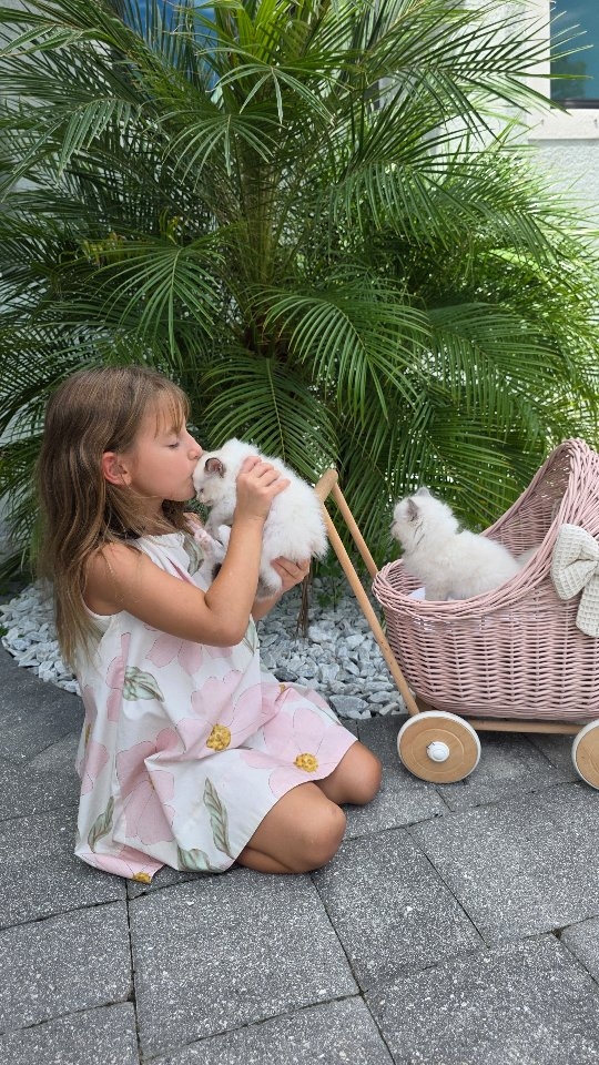 Someone once told me that my kids are so lucky to grow up surrounded by all these kittens… and you know what? They really are. ❤️🐾
They are probably the happiest kids you’ll ever meet! They love every single kitty we have and spend so much time playing with them, cuddling them, and giving them all the love in the worlsld. And honestly, I think our kitties are just as lucky to have my kids as my kids are to have them. 🐱❤️👧👧
#ragdollsflorida #ragdollsforsale #ragdollkitten