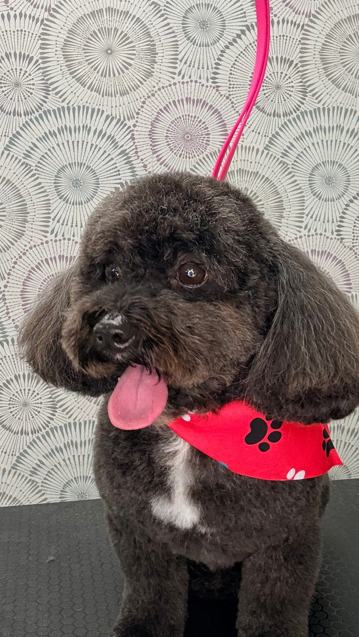 🐾 Booking your pup’s grooming appointment has never been easier! ✨
At City Pooch, we make scheduling simple and convenient. You can:
📲 Book online through our easy-to-use booking portal
📞 Give us a call
💬 Text us at 305-859-7829
We’re open Tuesday–Saturday, starting at 8:00 AM 🐶✂️
Whether your pup is ready for a full groom, a fresh bath, or a little TLC, we’re here to make the process easy from start to finish! ❤
