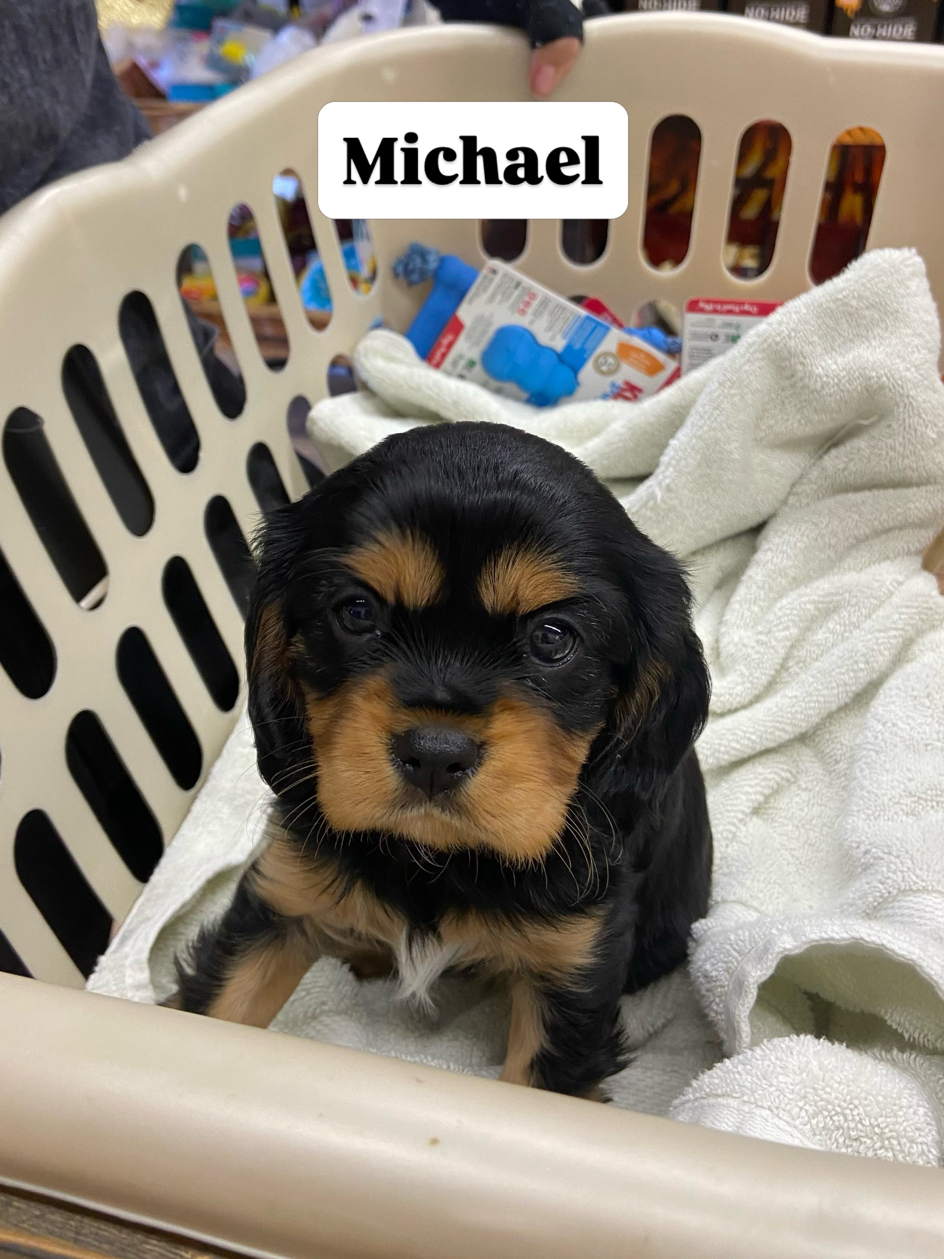 Name that movie line? “Put the lotion in the basket!”
The first comment to correctly name the movie AND the actor who said it - will win a 12 inch bully stick.
Sweet Michael Thank you for making our day.
#pawspups #movietrivia #pawsarottispetshop #cavalierkingcharles
