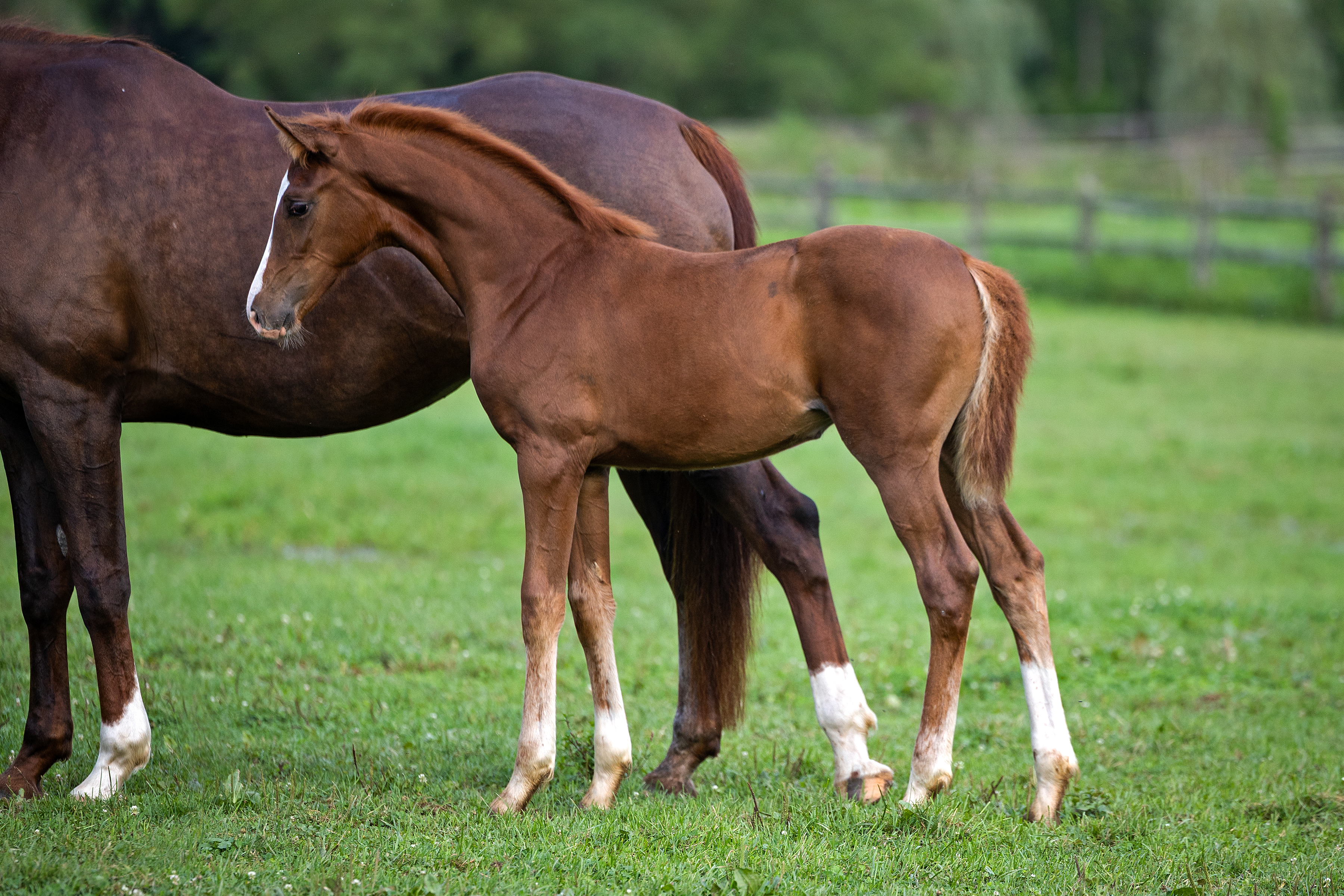 ๐๐ข๐๐๐จ๐ฅ๐จ๐ ๐ฒ ๐๐ (V-Power x Sezuan x Royal Prince x Weltmeyer), 3 months old. A keeper filly for our program.
#quanticosporthorses #breedingwithapurpose #vpowerhengst #sezuan #helgstrandstallions