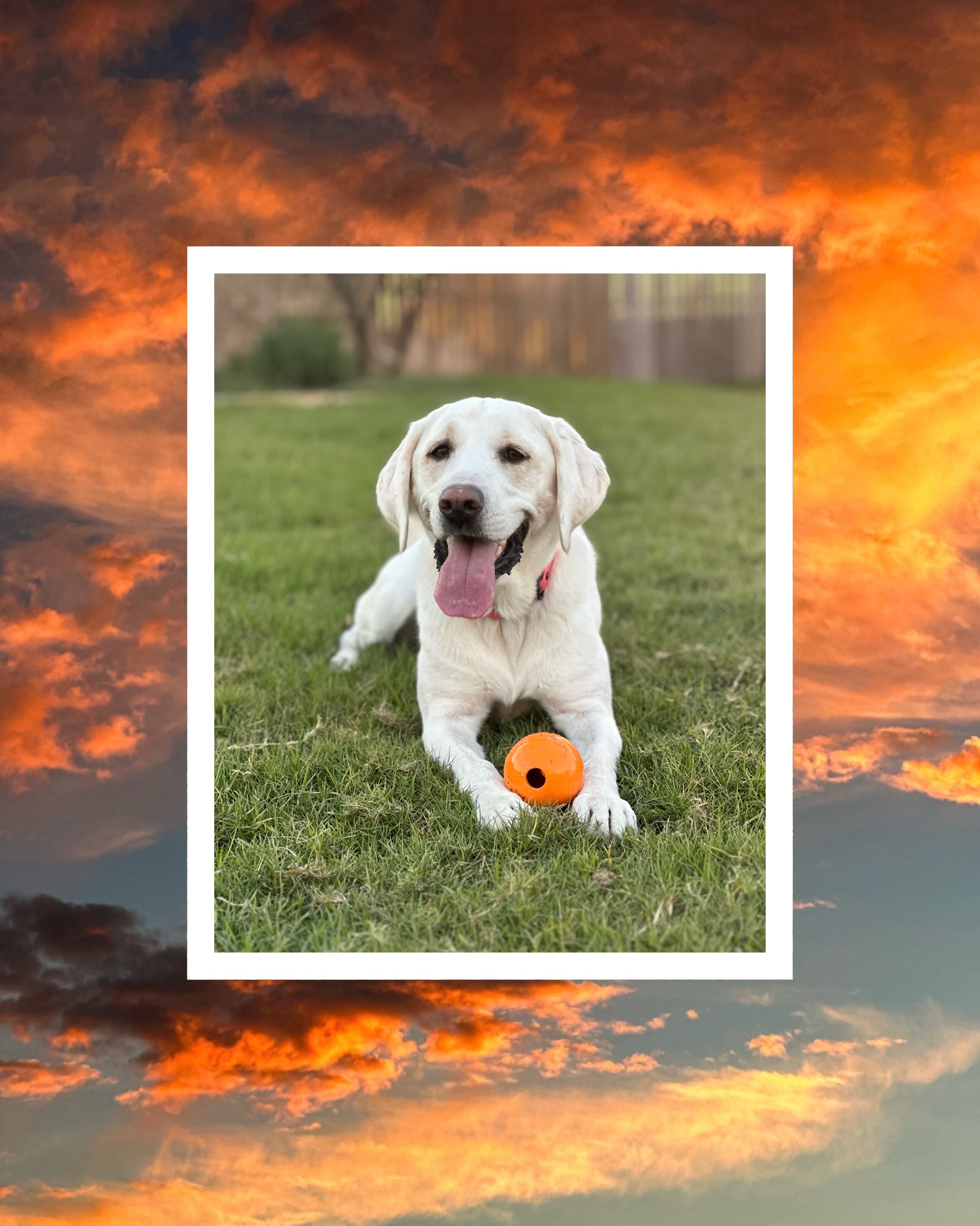 Happy birthday to the dog named Kitty!
Hard to believe she’s only seven years old today.
True to her breed, she is still very much a puppy just in a bigger body.
#petphotographer #petphotography #labrador #whitelab #dfwphotographer