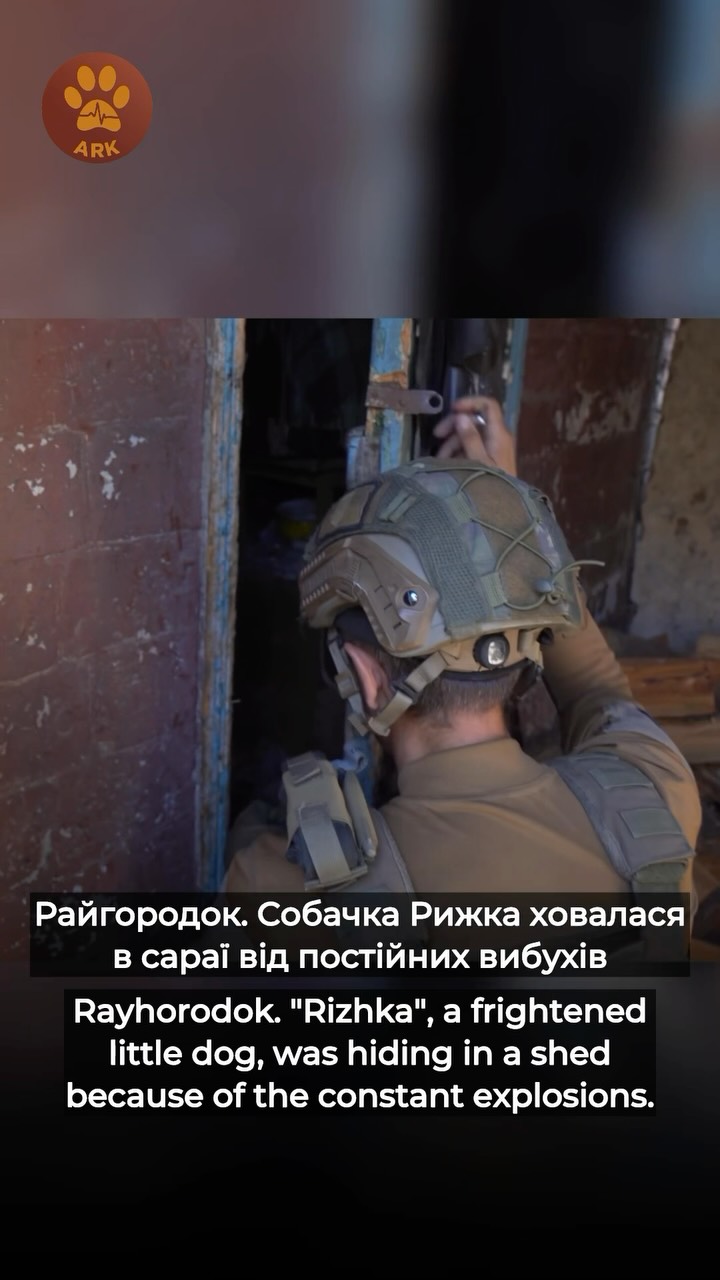 Райгородок. Собачка Рижка ховалася в сараї від постійних вибухів (⬇️ENG)
Нас попросили допомогти евакуювати її господарі. Одного з членів родини поранило дроном, люди не змогли взяти собачку одразу с собою.
Ми почули, що гавкіт іде із сараю.
Рижка ховалася там від обстрілів. Після евакуації собачку Рижку ми передали на Полтавщину до її господарів.
Дякуємо @petadeutschland за допомогу в порятунку тварин війни!
Хай Життя переможе все !
🎥: with footage by @simons.logic
Зробити донат можна за посиланням у біо чи в коментарях 👉
Rayhorodok. Rizhka, a little dog, was hiding in a shed from the constant shelling.
Her owners asked us to help evacuate her. One of the family members had been injured by a drone, so they couldn’t take Rizhka with them right away.
We heard barking coming from the shed.
Rizhka had been hiding there from the shelling.
After the evacuation, we took Rizhka to Poltava, where we reunited her with her owners.
Thank you, @petadeutschland, for helping us rescue animals affected by the war!
May Life overcome everything!
🎥 Footage by @simons.logic
You can donate via the link in our bio or in the comments 👉