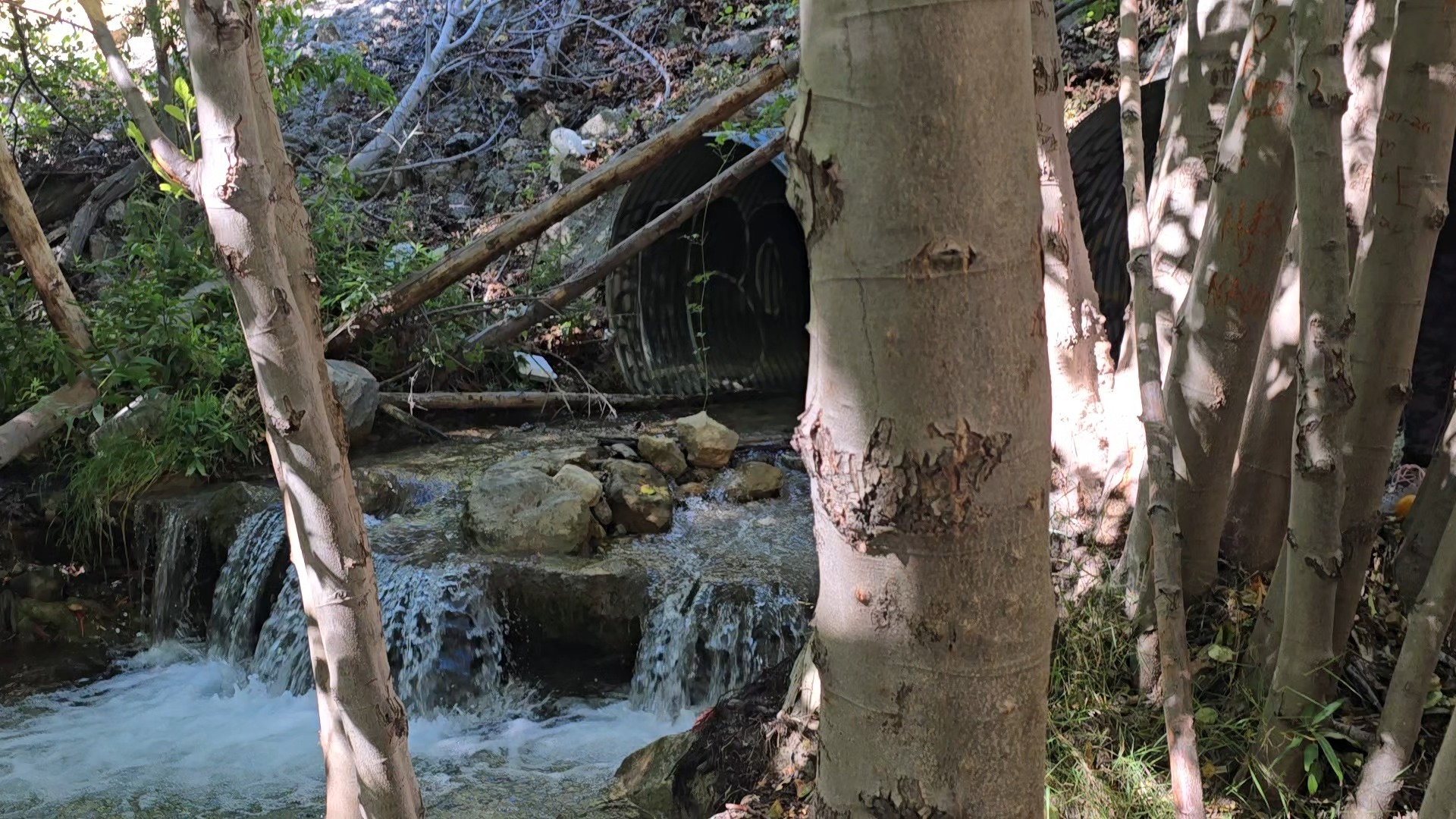 🌿 Cuidar nuestros espacios naturales es una responsabilidad que compartimos. 🏔️
Este viernes nos unimos junto a nuestros aliados comunitarios para realizar una jornada de limpieza y conservación en las Montañas de San Gabriel. Durante la actividad recogimos basura, compartimos información y recursos con los visitantes, y promovimos la importancia de disfrutar de nuestros espacios públicos de manera responsable.
Cada bolsa de basura que retiramos y cada conversación que tuvimos fue un pequeño paso para proteger estos lugares que pertenecen a todas nuestras comunidades. 💚
Gracias a todas las organizaciones, voluntarios y compañeros que dedicaron su tiempo a cuidar y proteger nuestras tierras públicas. ¡Juntos podemos mantener nuestras montañas limpias, accesibles y protegidas para las futuras generaciones! 🌎🌲
#MonumentsForAll #lanatureforall #sangabrielmountainsforever #ProtectCAPublicLands