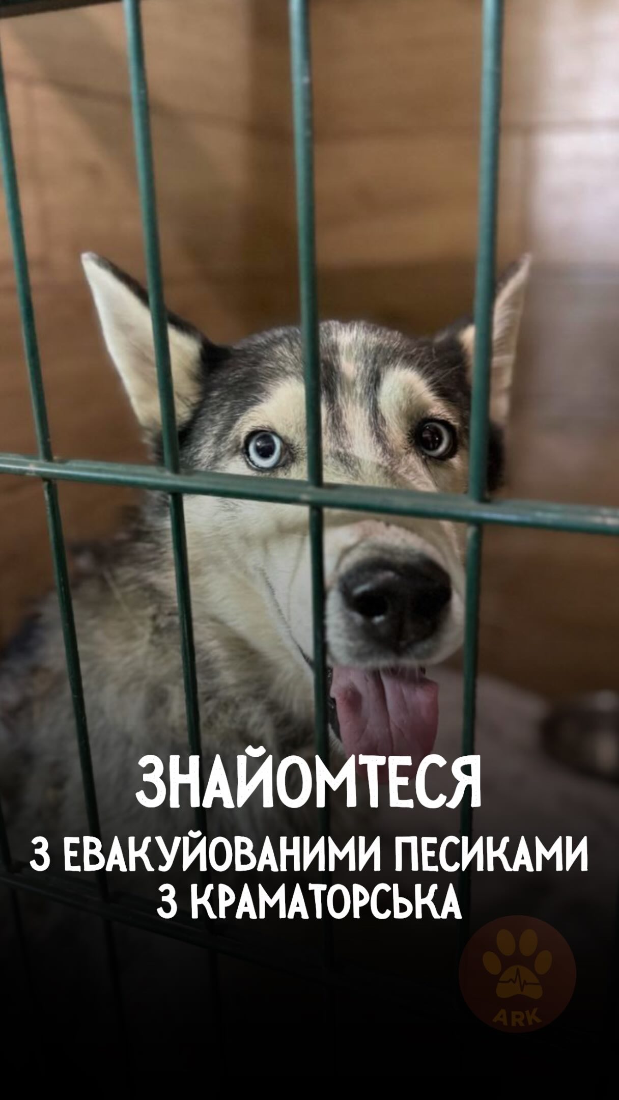 Хочемо вас поближче познайомити з деякими песиками, які приїхали до нас із Краматорська за ці 2 дні (⬇️ENG)
Це – найніжніші, які найбільше стресують через розлуку з людиною, – хаскі Тоффі та вівчарка Леррі.
Леррі щойно бачить тебе – одразу починає скавулити, як цуценя Це тільки третій день в ARK, а він уже дає лапку !
Тоффі з перших хвилин виглядає людей і дуже прагне спілкування.
Також, є неймовірно ніжна вівчарка Аста. В її дім було влучання, дівчинка дивом вижила. І подивіться, як вона тягнеться до людини, яка вона активна та грайлива.
Втім, деякі песики сильно стресують і поки що не довіряють, як-от Барбос, Барон і вівчарка Гром
❗️Ми шукаємо прихистки, співпраці з волонтерами та організаціями, з якими разом будемо рятувати тварин із Краматорська.
І для цих песиків – звісно шукаємо сімʼї!
Номер для звʼязку:
+380951021335 (WhatsApp / Viber / Telegram)
Зробити донат можна за посиланням у біо чи в коментарях 👉
We want to introduce you to some of the dogs who arrived at ARK from Kramatorsk over the past two days.
These are some of the most gentle ones, who are struggling the most with being separated from their people — Toffi the Husky and Larry the German Shepherd.
As soon as Larry sees you, he starts whining like a puppy. It’s only his third day at ARK, and he’s already giving his paw!
From the very first minutes, Toffi has been looking for people and is eager for human interaction.
And then there’s Asta, an incredibly gentle German Shepherd.
