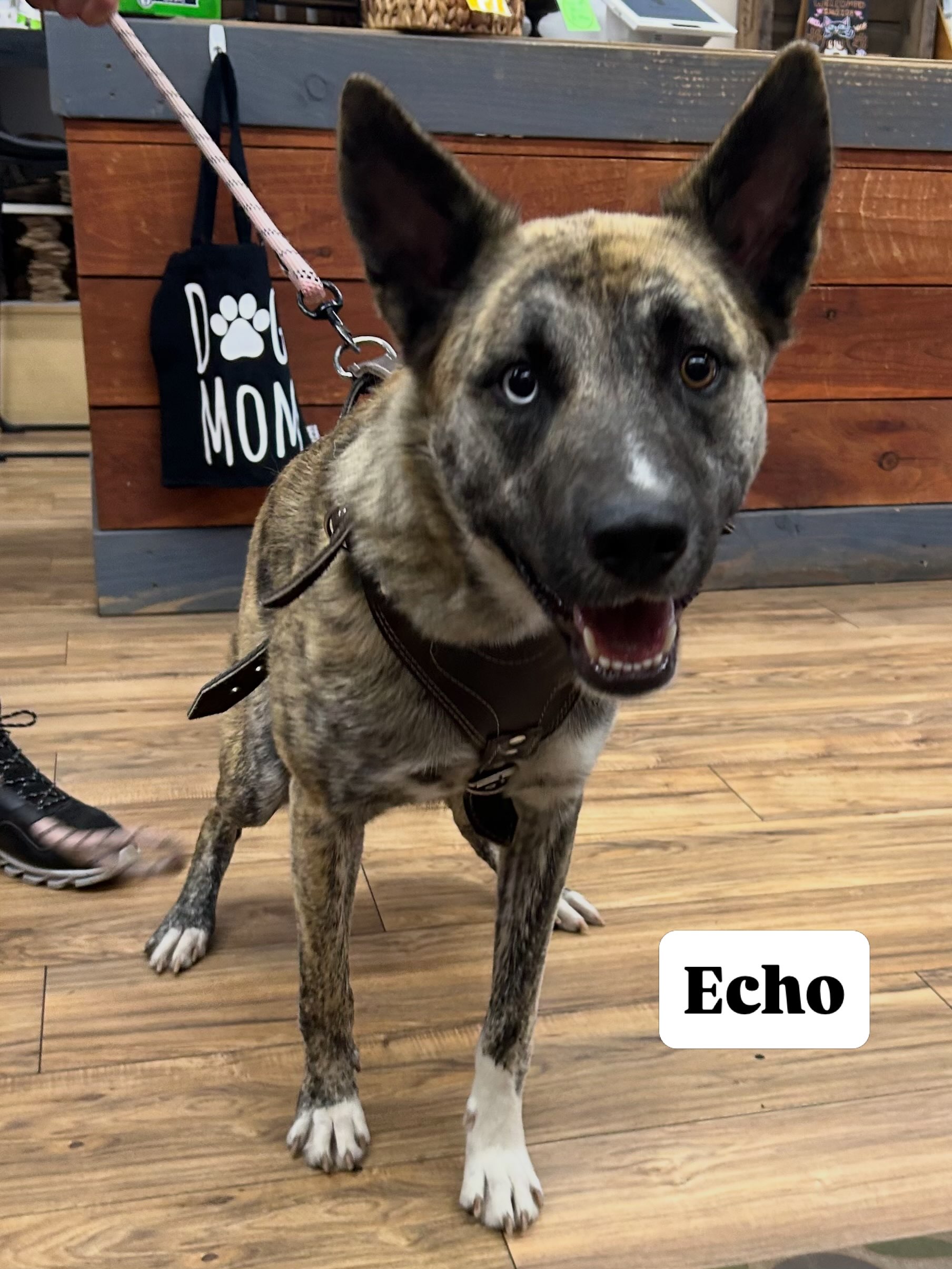 Echo! We 🥰 your ears and socks. What a precious fur baby. Thank you for shopping local; we love our neighborhood friends. 💕🐾
#pawspups #shoplocalsonomacounty #dogsofinstagram