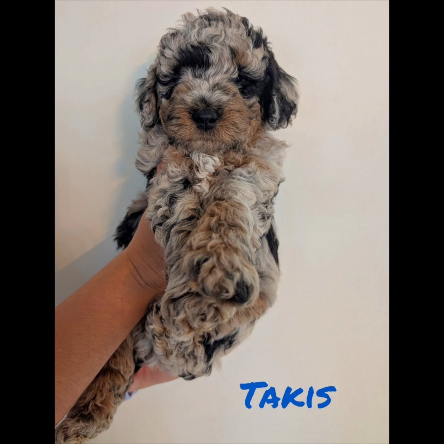 🐾🤎 SIX WEEKS OF LOVE, LEARNING & LOTS OF CUDDLES 🤎🐾
Six weeks old already… and our sweet Aussiedoodle babies are becoming little personalities of their own! 🥹✨
This is such a special stage in their development. They’re becoming more curious, playful, independent, and confident every day. They’re learning through play, exploring their surroundings, interacting with their littermates, and experiencing all the little things that help prepare them for life with their forever families. 🏡🐶
But in between all the adventures, there are still plenty of puppy cuddles. ❤️ There’s something so special about holding a sleepy six-week-old puppy in your arms and feeling them snuggle in after a busy day of playing.
We put so much love, time, and intention into raising our puppies. From early handling and socialization to new experiences, play, learning, and lots of one-on-one attention, our goal is to give each puppy the best possible foundation for their next chapter. 🌿🐾
Watching them grow from tiny newborns into these happy, confident, cuddly little pups is truly one of the most rewarding parts of what we do. ❤️
Six weeks old, growing fast, learning lots, and still convinced that everyone’s lap is the perfect place for a nap. 🥰🐶