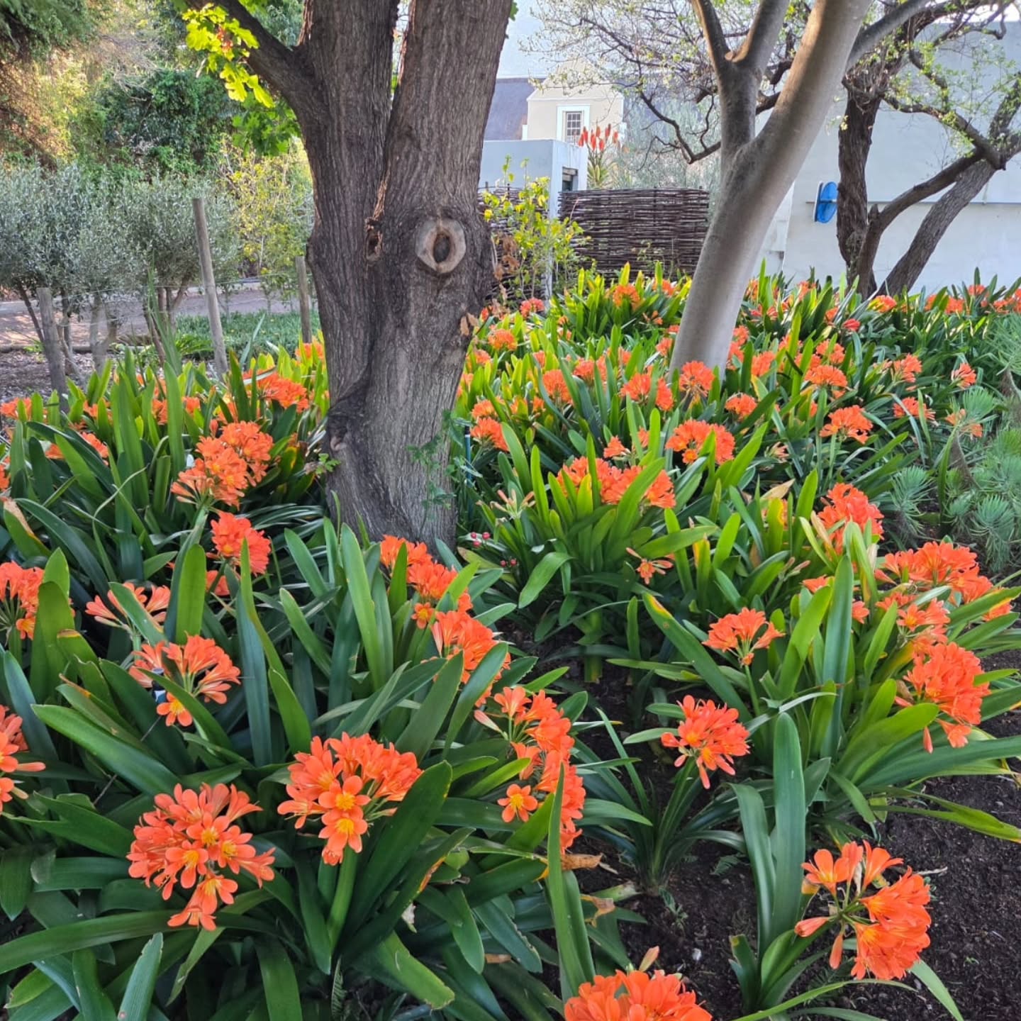 When spring puts on a show… 🧡🌿
Our clivias are stealing the spotlight at Klein Nektar!
A sea of fiery orange tucked beneath the old trees — one of those little corners of the farm that reminds us why we love this place so much. ❤️
Spring has definitely arrived in the Klein Karoo. 🌿🧡
#Clivias #SpringAtKleinNektar #KleinNektar #Montagu #KleinKaroo