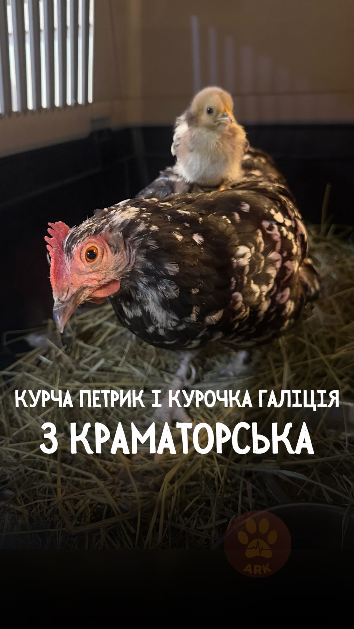 Це курча Петрик із Краматорська катається верхи на своїй мамі – курочці Галіції (⬇️ENG)
Вже незабаром вони та 2 їхні друга-песика зустрінуться зі своїми господарями у безпечній місцевості❤️
Хай Життя переможе все!
Зробити донат можна за посиланням у біо чи в коментарях 👉
This is Petryk the chick from Kramatorsk riding on his mom — Halitsia the hen.
Soon, they and their two dog friends will be reunited with their owners in a safe area ❤️
May Life overcome everything!
You can make a donation via the link in our bio or in the comments 👉