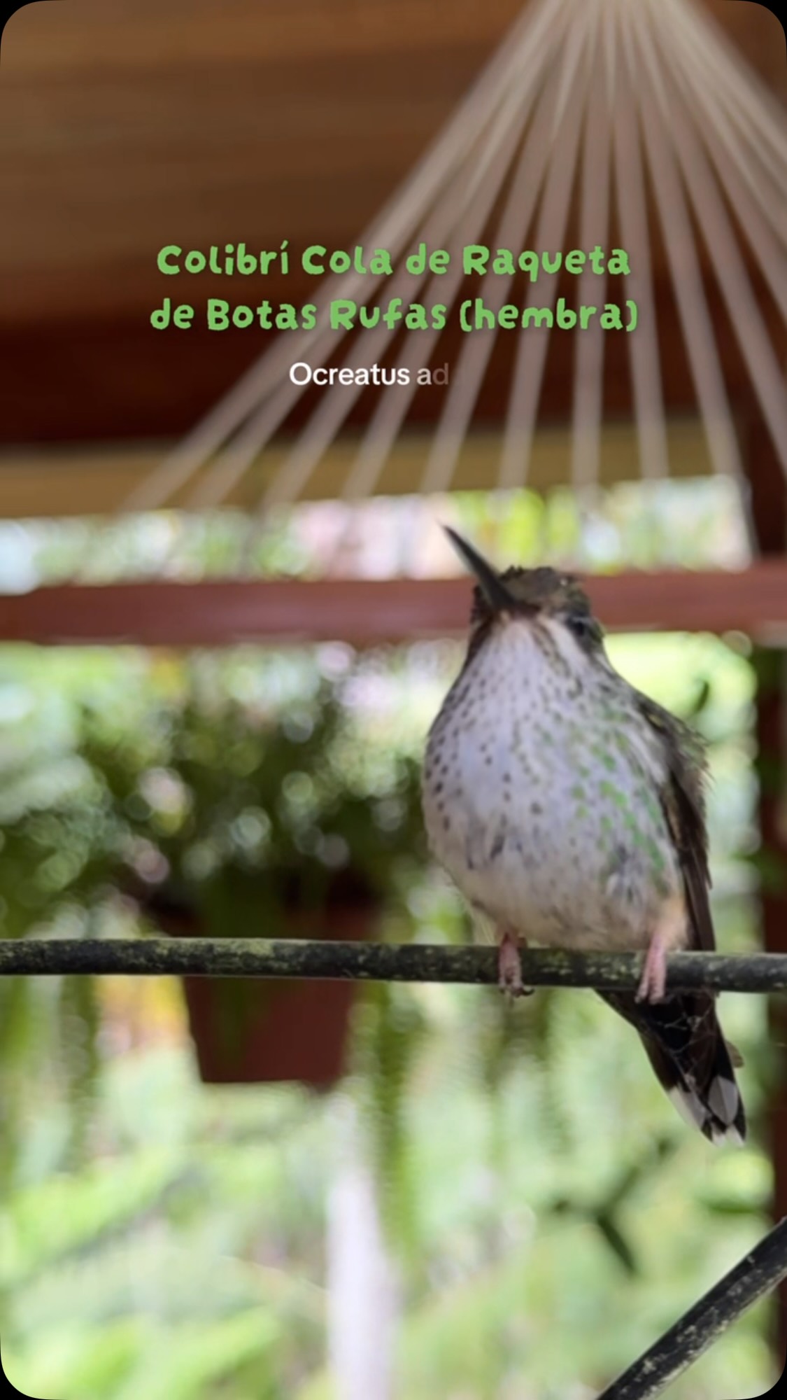 🔬 Ocreatus addae (hembra)
🇵🇪 Colibrí Cola de Raqueta de Botas Rufas
🇬🇧 Rufous-booted Racket-tail
📍 @elpalmeral_oxapampa