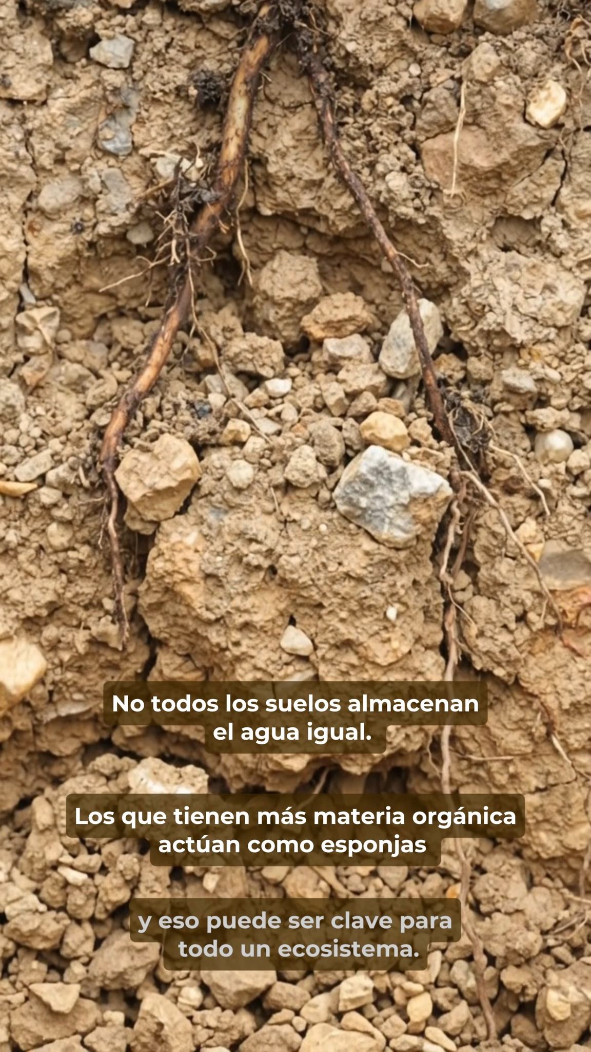¿Por qué algunos suelos almacenan más agua que otros?
No todos los suelos tienen las mismas características. Factores como la cantidad de materia orgánica y su estructura influyen en la capacidad de retener agua. Los suelos con mayor contenido de materia orgánica suelen almacenar más humedad y liberarla gradualmente, ayudando a mantener condiciones favorables para la vegetación y otros organismos. Por eso, la forma en que un suelo retiene agua puede influir directamente en el funcionamiento de los ecosistemas que dependen de él.
#Agua #MedioAmbiente #Conservacion #Naturaleza #Geografia #chile #riorubens #Hidrologia #AguasSubterraneas #Infiltracion #Cuencas #Turberas #TurberasPatagonicas
.
.
.
.
.
.
.
.
.
Why Do Some Soils Store More Water Than Others?
Not all soils have the same characteristics. Factors such as the amount of organic matter and their structure influence their ability to retain water. Soils with a higher organic matter content usually store more moisture and release it gradually, helping to maintain favorable conditions for vegetation and other organisms. Therefore, the way a soil retains water can directly influence the functioning of the ecosystems that depend on it.
#Water #Environment #Nature #Sustainability #ClimateChange #Groundwater #WaterCycle #Infiltration #RiverRestoration #Peatlands #Wetlands