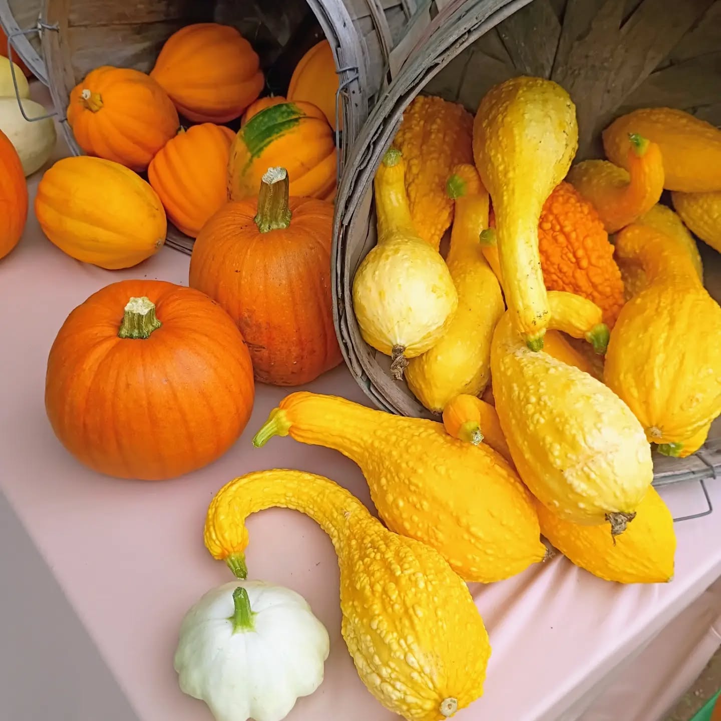 Lake Linden Farmers Market is open tonight from 3–6 pm it’s a perfect evening for a walk down to the market. After today, there are only two markets left in the season, so come out and enjoy while you can.