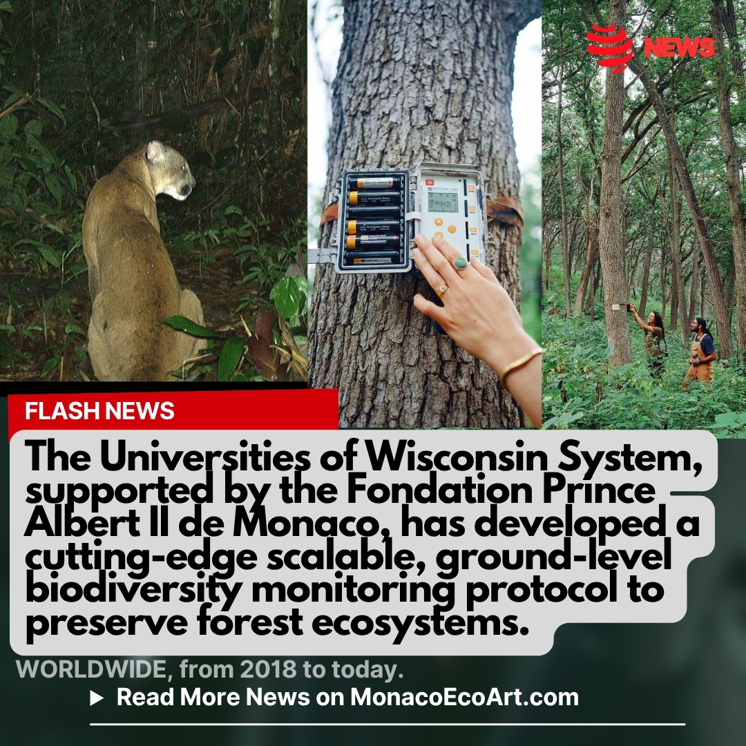@mo.eco_art MonacoEcoArt.com #flash #news satellite #mapping #forest 🌳🌿🐾🛜 To bridge forests biodiversity critical information gap, a groundbreaking project led by the Board of Regents of the Universities of Wisconsin System has stepped in, being supported by the Fondation Prince Albert II de Monaco: the initiative has developed a cutting-edge scalable, ground-level biodiversity monitoring protocol 🛰️🗺️Satellites mapping global forest cover from space often miss the silent crises unfolding beneath the canopy: while radar and orbital imagery easily detect clear-cut deforestation, they are blind to the subtle pressures destroying ecosystems from within 🎯🔊Unchecked hunting, low-intensity undergrowth fires, destructive logging practices, and climate-induced stress can hollow out a forest's biodiversity long before the treetops show signs of distress 🌎🌍🌏 By deploying these new tracking methods across six intact forest sites in Asia, Africa, and South America, the project provides conservationists with the missing data needed to protect vulnerable wildlife and plant species that satellites simply cannot see 🔬⚙️The project successfully translated raw acoustic data into actionable scientific resources and clearly defined conservation priorities, ensuring its impact extends far beyond its formal conclusion: among its tangible deliverables, the initiative mapped 35 high-priority areas, launched a dedicated tropical forest data-sharing platform, and produced two scientific publications alongside six educational booklets By creating these accessible tools, the project provides a lasting foundation to inform ongoing research and drive future environmental action 📸© Hanyrol @fondationprincealbert2 @sigmapiwisconsin - Layout and Contents by: © MonacoEcoArt.com