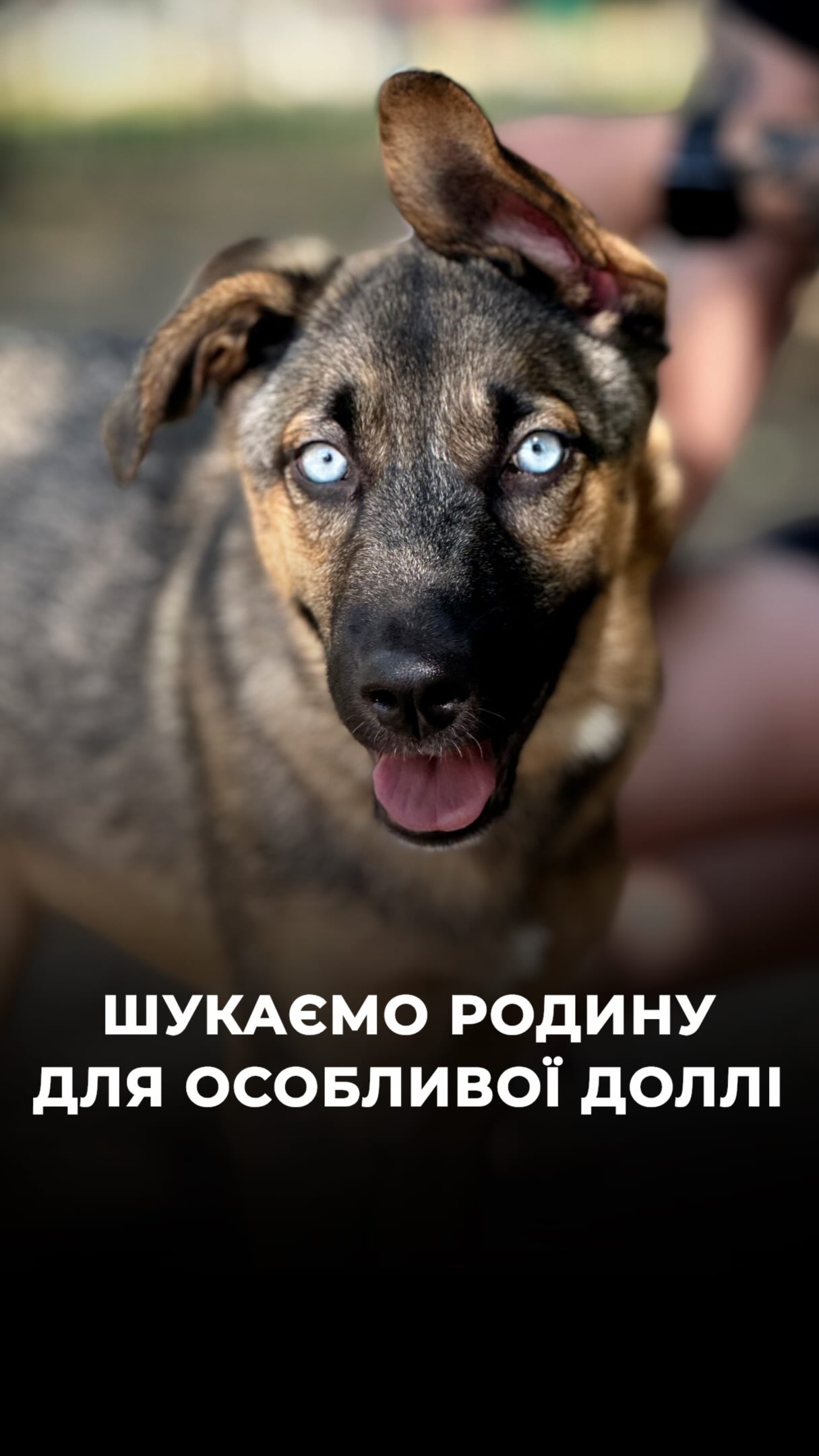 Шукаємо родину для особливого цуценятка Доллі, яка дивом стала на лапки! (⬇️ENG)
Доллі був поставлений діагноз, при якому було дуже мало шансів, що вона зможе ходити.
У цуценятка підтвердили перелом хребта у грудному відділку.
У Доллі з перших днів була дуже сильна спрага до життя.
З перших днів вона намагалася робити зусилля, щоб спиратися на лапки та «бігала» щаслива на вулиці просто з реактивною швидкістю :)
«Ми зрозуміли, що їй треба тренування, що треба виводити її на вулицю та підтримувати таз.
Зараз ми кожен день ходимо по вулиці на поводку, щоб ця маленька красуня могла знов ходити, бігати та радіти життю, як вона це робила до свого перелому».
І ось який прогрес дівчинка зробила за 3 тижні!
«Вона дуже активна, дуже кмітлива. Їй важливо бути з людиною завжди.
У нас є цілий день, щоб вона була з нами, щоб ми її гладили, цілували»
Ми шукаємо для Доллі люблячого господаря, який зможе забезпечити їй необхідний догляд і буде просто її любити!
Контактний номер для всиновлення:
+380664008942 (WhatsApp / Viber / Telegram)
Зробити донат можна за посиланням у біо чи в коментарях 👉
We are looking for a family for special little Dolly, who miraculously learned to stand on her paws!
Dolly was diagnosed with a condition that gave her very little chance of ever being able to walk (a spinal fracture).
From the very first days, D