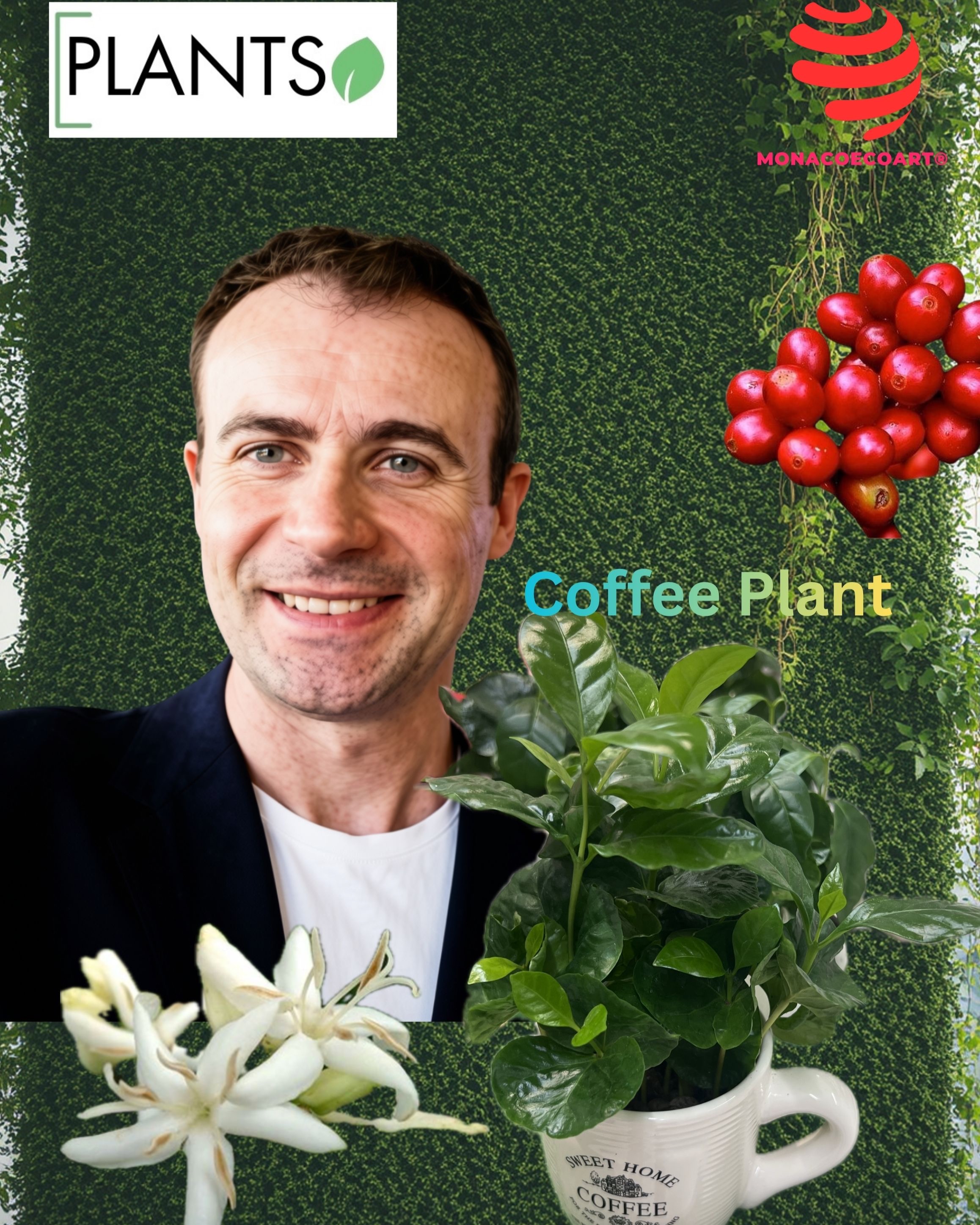MonacoEcoArt.com #flora #news #coffee #plant #gardeninglife #iloveplants 🌱🌿 Coffee plant or Coffea Arabica is an #evergreen #shrub or small #tree, originally from the Ethiopian highlands: due to its commercial value the coffee #cultivation has however greatly expanded, this plant is now widespread in much of the #tropical areas, from South America to India🌳⛅ 🌍🌎🌏 Coffee plant loves very #bright positions, even in partial #shade, but not in direct #light from the sun's rays, it doesn't like exposure to the wind; therefore, while a temperature close to 20° C is #ideal both in #summer and #winter 🙏🍃 In #nature it can grow up to 7-8 meters, kept in a pot its growth is contained around one meter, although it can grow up to 2 meters: it appears as a leafy shrub, with very dark green glossy #leaves, elongated oval, whil #flowers are small, #white and #fragrant like jasmine, and last a few days before turning into the fruit, commonly called "coffee cherry” 🐶🐱 ⛔ Coffee plant is highly toxic to dogs and cats because it contains caffeine in leaves, stems and seeds 🪴💧🌡️ Growing tips: 1. From March to October, water the coffee plant regularly, keeping the soil moist but never waterlogged to prevent root rot; 2. During warmer months, mist the leaves occasionally to maintain humidity; 3. Feed with a universal fertilizer every two weeks to support healthy growth; 4. In the colder months, reduce watering as the plant’s needs decrease, and fertilize only once a month 🌻🎋 In the language of flowers and plants, the coffee plant mainly symbolises #energy, #vitality, #hospitality, sharing, #wealth and #prosperity 📸 Layout and Contents by: © MonacoEcoArt.com