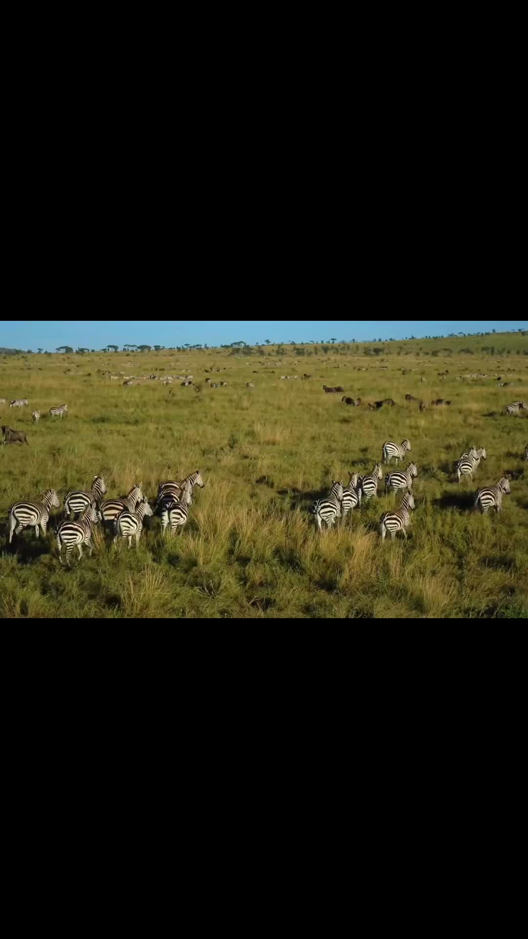 Some trips you take. Others stay with you forever.
Tanzania is one of those trips. 🤎
This past July, our agency owner and several advisors lead a trip to Tanzania and experienced firsthand the wildlife, landscapes, lodges, people, and unforgettable moments that to make an African Safari unlike any other trip.
You can hear about their experiences in this video! 🎥🦒🦓🐆🐘
Now - we’re getting ready to go back in July 2028 and we’re inviting YOU to join us for a life-changing small group safari through some of Tanzania’s most AMAZING destinations. 🌄🌿
If Africa has been on your bucket list, we’d love to have you join us on this INCREDIBLE adventure! 🤩
Reach out to us TODAY for more info and pricing! 📲📧💬
#fairygodmothertravel #tanzania #greatmigration #africansafari #bucketlist