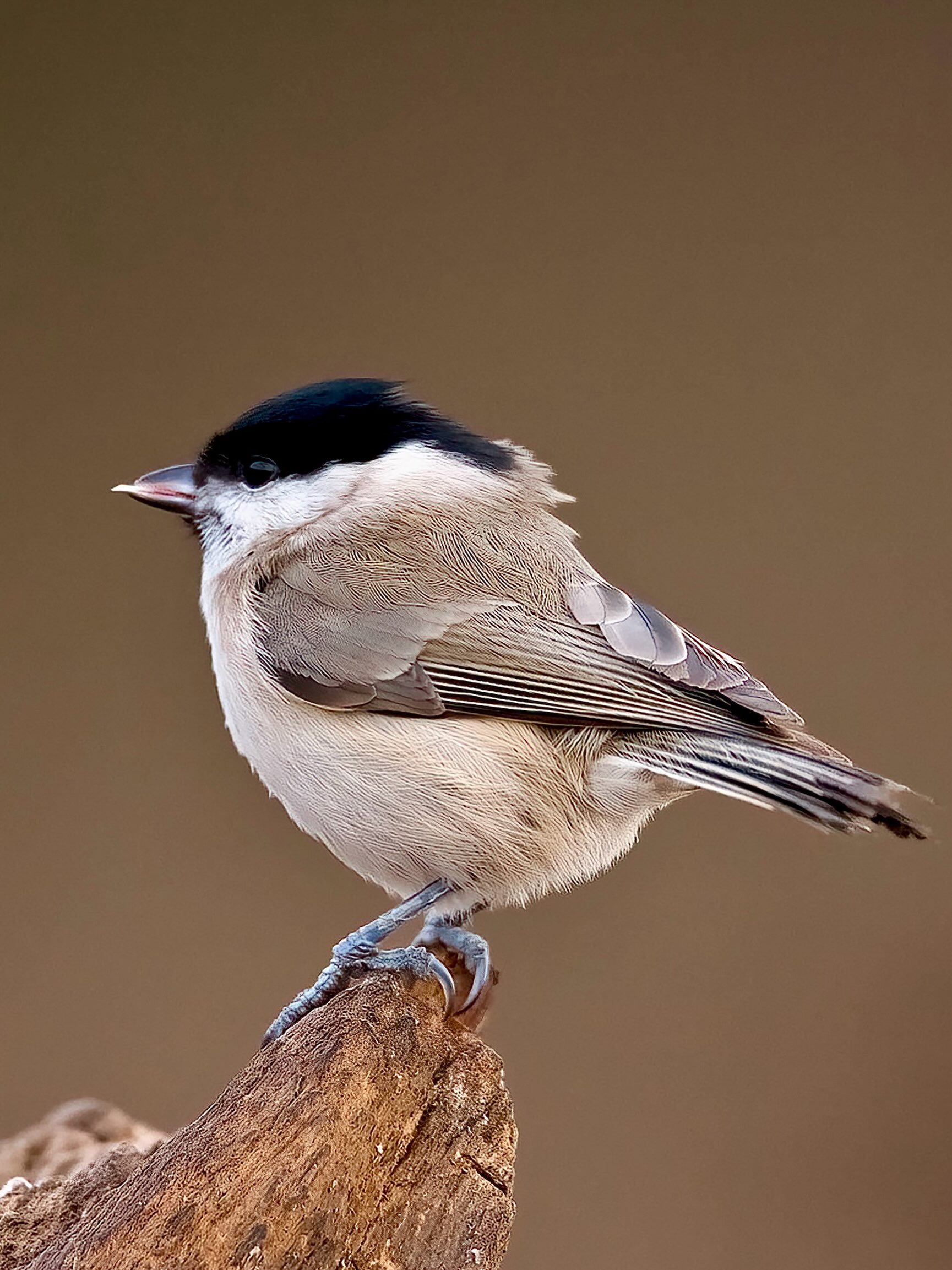 Ein kleiner Besucher ganz still und aufmerksam unterwegs. 🐦🌿 Die Sumpfmeise gehört zu den eher unscheinbaren Vögeln, doch wer sich einen Moment Zeit nimmt, entdeckt ihren ganz besonderen Charme. Zwischen Zweigen und Blättern sucht sie nach Nahrung und huscht dabei flink von Ast zu Ast.
Solche Begegnungen in der Natur sind oft nur wenige Sekunden lang. Umso schöner, wenn man genau im richtigen Moment die Kamera dabei hat. 📷🍃