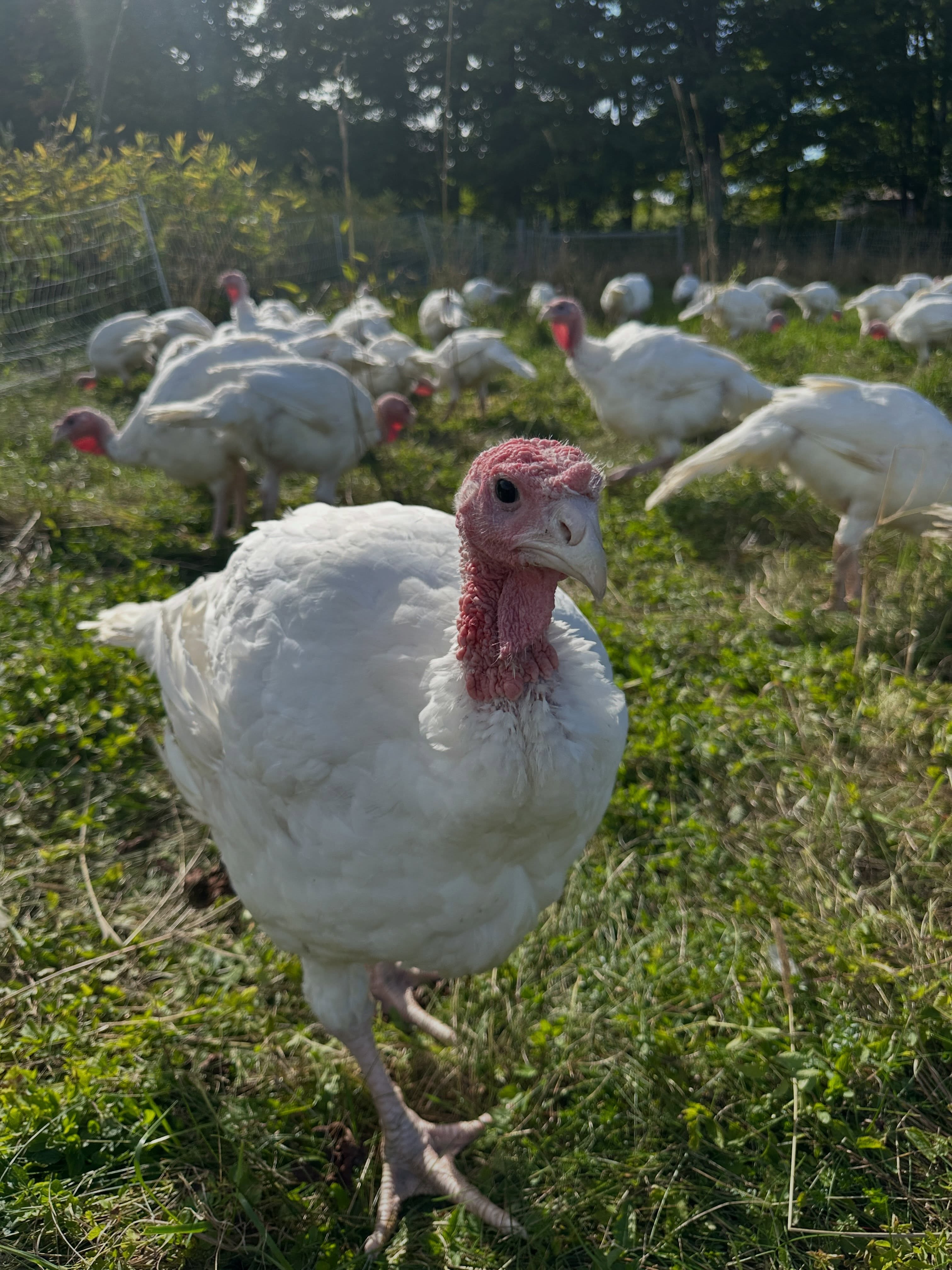 We want to thank everyone for the outpouring of support we have received since sharing our news about the egg recall.
All of this is very overwhelming and it’s been a lot to process. This is the hardest thing we have ever experienced and it really means so much to feel so supported during this time. You all have helped keep the wind in our sails as we try to get through this storm and we are forever grateful for it. We believe that how we show up in the hard times is what really matters. You all have showed up with so much grace for us, and we want to keep showing up for you. 💛
We know you all have a lot of questions. We hope to address some shortly, but a lot of people have been asking us how they can help.
A way to support us right now would be to buy a holiday turkey or a lamb share from us if you are able.
We aren’t trying to turn this event into any kind of sales pitch, but we do still have some lamb shares and holiday turkeys available still. The lamb will be harvested mid-October and the turkeys beginning of November. Turkey deposits are $25/bird and lamb share deposits are $50/half share. If you would like more info or to reserve something, please reach out.
More to come…