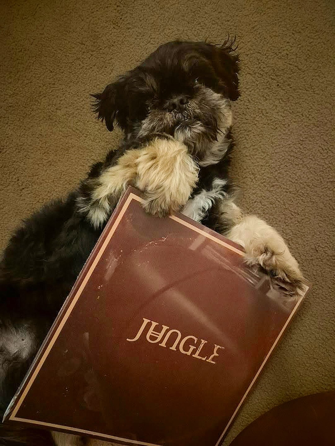 Tuesday night vinyl, and Rocky picks the latest from Jungle, Sunshine. Safe to say he’s got excellent taste. 🐶☀️
The latest from the British collective is a warm, sun-drenched glide through disco, soul and R&B—silky, buoyant and seemingly tailor-made for Tuesday-night lounging. Rocky recommends it, and frankly, who are we to argue? They don’t miss! Limited copies, run don’t walk. 🏃
#jungle4eva
#vinylrecords
#vinyl
#buyrecords