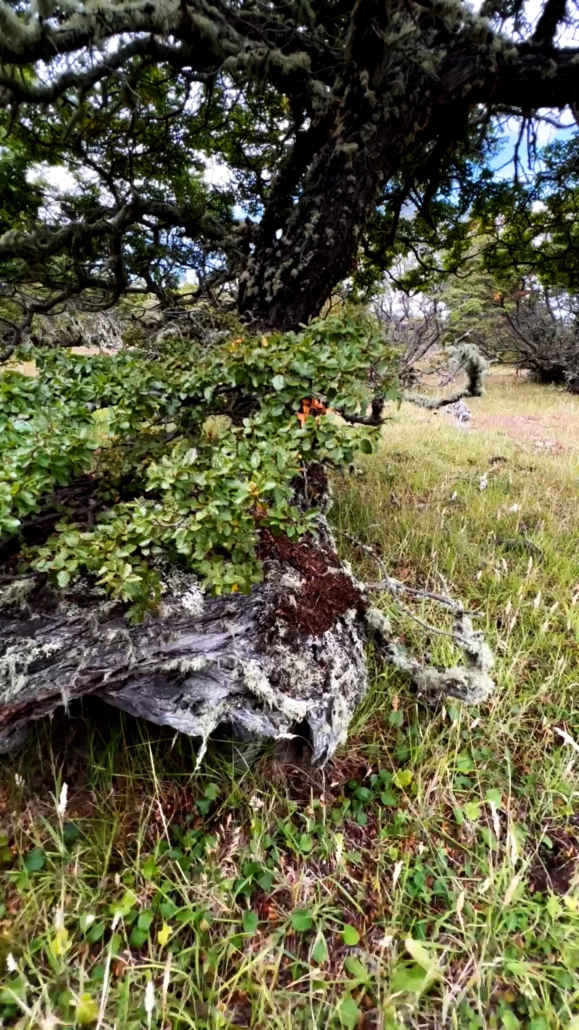 ¿Por qué algunas plantas crecen en ciertos lugares y no en otros?
Las plantas no pueden desarrollarse en cualquier lugar. Factores como la disponibilidad de agua, la luz, las características del suelo y las condiciones climáticas influyen en dónde una especie puede crecer y completar su ciclo de vida. Por eso, distintas plantas suelen encontrarse en ambientes diferentes, adaptadas a las condiciones que necesitan para sobrevivir. La distribución de la vegetación no ocurre al azar. Es el resultado de la relación entre cada especie y el entorno donde vive. Observar qué plantas crecen en un lugar también ayuda a comprender las características del ecosistema que las rodea.
#Conservacion #MedioAmbiente #RiosLimpios #Naturaleza #Patagonia #ProtegeNuestrosRios #Ecologia #Sustentabilidad #FuturoVerde #Chile #PatagoniaChilena #Rio #RegionMagallanes
.
.
.
.
.
.
.
.
.
.
Why do some plants grow in certain places and not in others?
Plants cannot thrive just anywhere. Factors such as water availability, light, soil characteristics, and climatic conditions influence where a species can grow and complete its life cycle. That is why different plants are usually found in different environments, adapted to the conditions they need to survive. The distribution of vegetation does not happen by chance; it is the result of the relationship between each species and the environment in which it lives. Observing which plants grow in a specific location also helps us understand the characteristics of the surrounding ecosystem.
#Conservation #NaturePreservation #CleanRivers #EcoFriendly #Sustainability #WildRivers #NaturePhotography #ProtectOurPlanet #GreenFuture #WaterIsLife #SaveTheRivers #Chilean