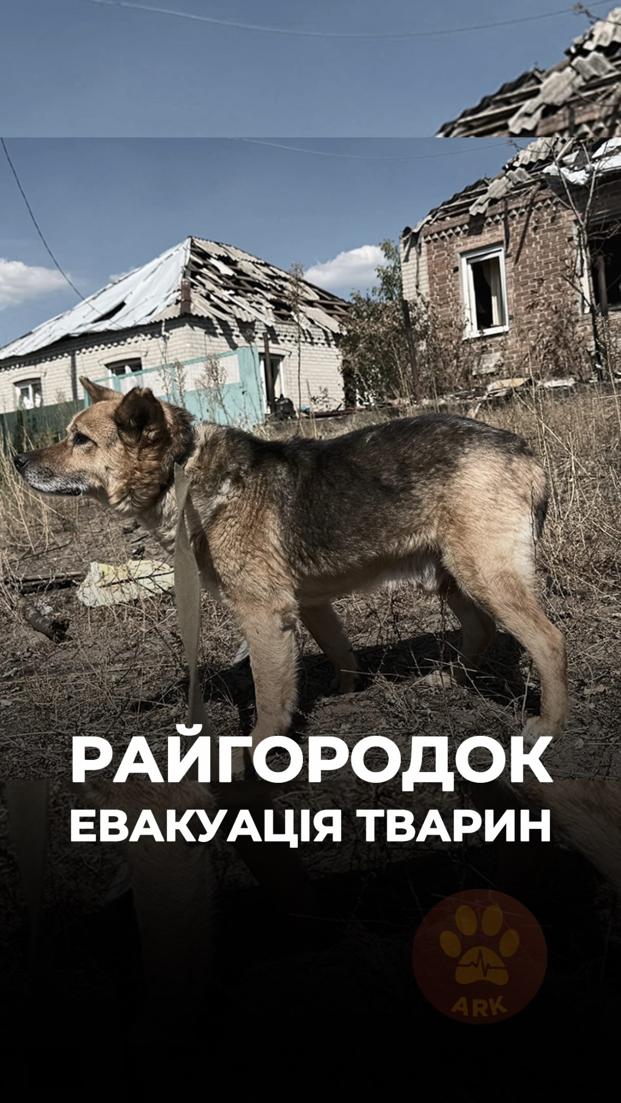 Це Райгородок, за кілька днів до початку активної евакуації тварин із Краматорська (⬇️ENG)
В селищі без упину літають ворожі дрони. Майже не залишилося людей, натомість лишилися тварини, які потребують порятунку.
Разом із волонтером Флоріаном і @simons.logic в цій поїздці вдалося евакуювати 36 тварин.
15 із них забрали під свою опіку інші організації, волонтери, рідні власники.
12 собак і 9 котів наразі лишаються під нашою опікою в ARK. Ми шукаємо для них сімʼї.
Дякуємо @petadeutschland за допомогу в порятунку тварин війни!
Хай Життя переможе все!
With footage by @simons.logic
Зробити донат можна за посиланням у біо чи в коментарях 👉
This is Raihorodok, just a few days before the active evacuation of animals from Kramatorsk began.
Enemy drones fly over the settlement non-stop. Almost no people are left, but the animals who need to be rescued remain.
Together with volunteer Florian and @simons.logic, we managed to evacuate 36 animals during this trip.
15 of them were taken into the care of other organizations, volunteers, or reunited with their owners.
12 dogs and 9 cats are currently in our care at ARK. We are looking for families for them.
Thank you to @petadeutschland for helping us rescue animals affected by the war!
May Life overcome everything!
With footage by @simons.logic
You can donate via the link in our bio or in the comments 👉