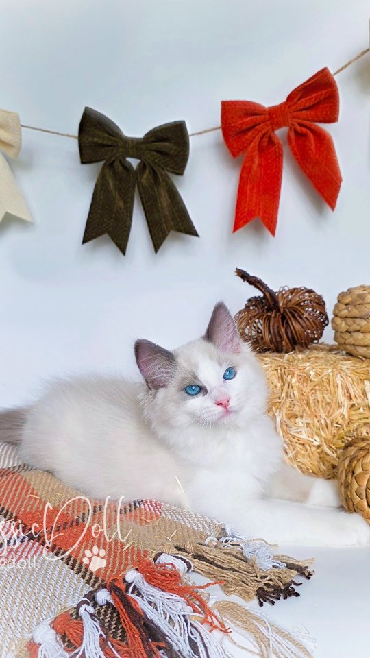 Fall is in the air—and this little pumpkin is ready to steal your heart! 🍂🎃🐾🤎
#kittenforadoption #ragdollkitten #fallvibes