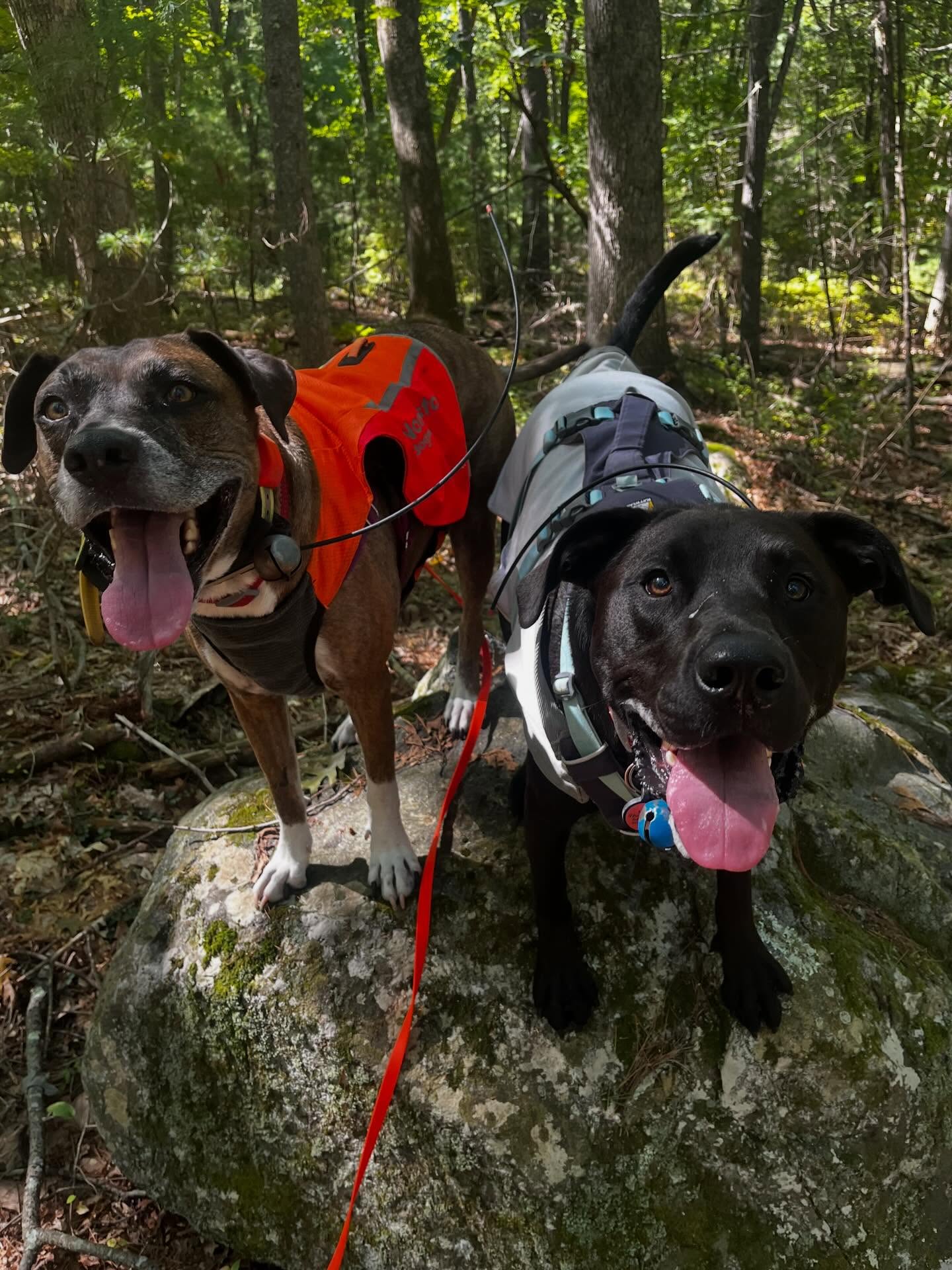Photos from yesterday and todayโs adventure hikes ๐ฒโค๏ธ