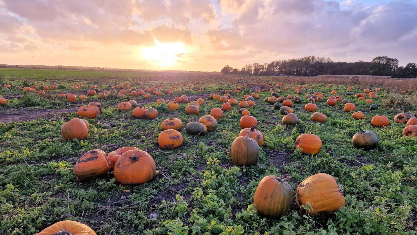 Planning to go Pumpkin Picking this year? 🎃
It's never too early to get your tickets. Check out our our website for where to go Pumpkin Picking in Lancashire.
📸 @WindmillAnimalFarm
