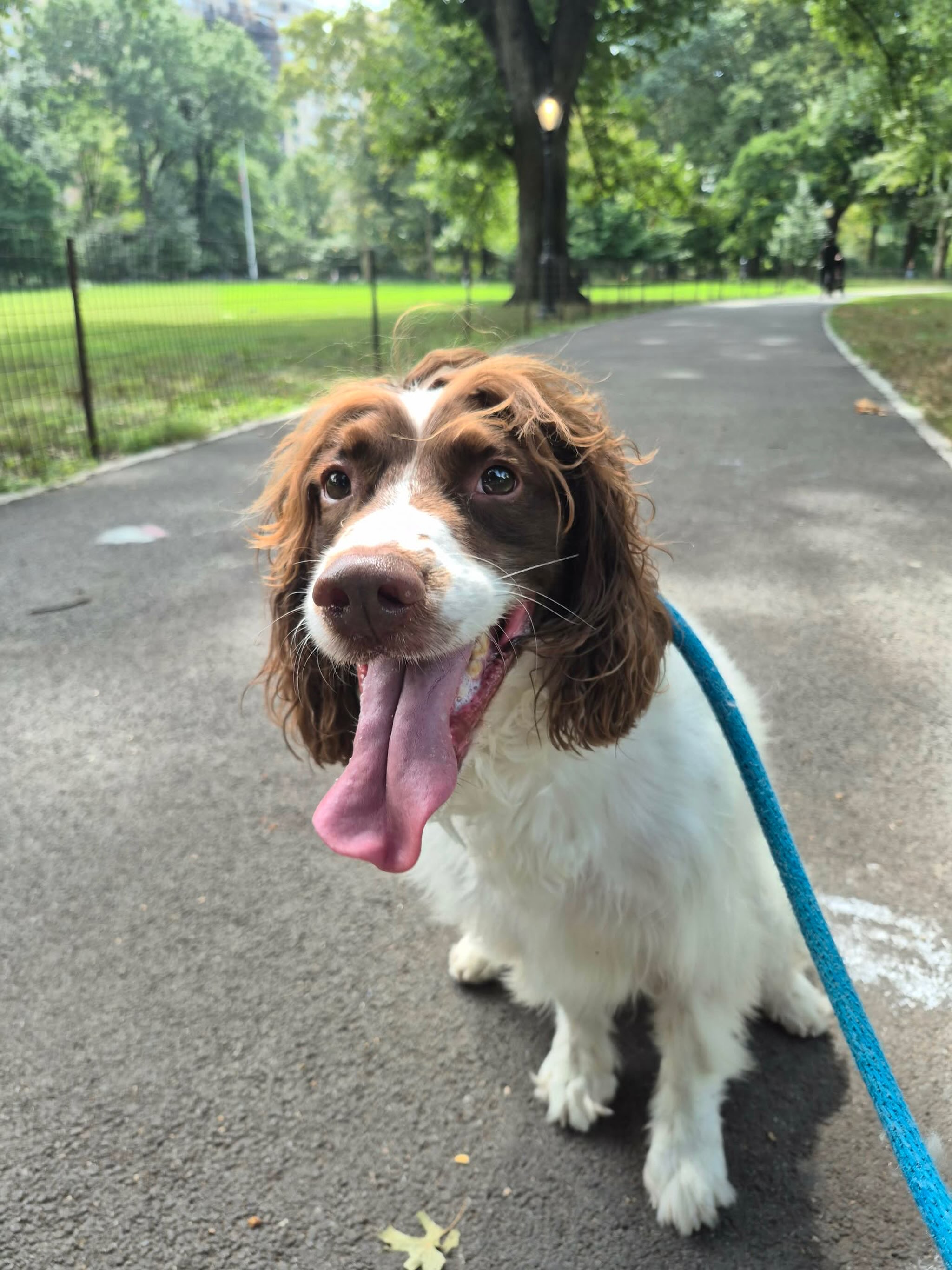 Winston is always happy to walk in the park โค๏ธ๐พ๐พ
#dogsofallboroughs #dogsofues #englishspringerspaniel #englishspringerspanielsofinstagram #dogsofnyc