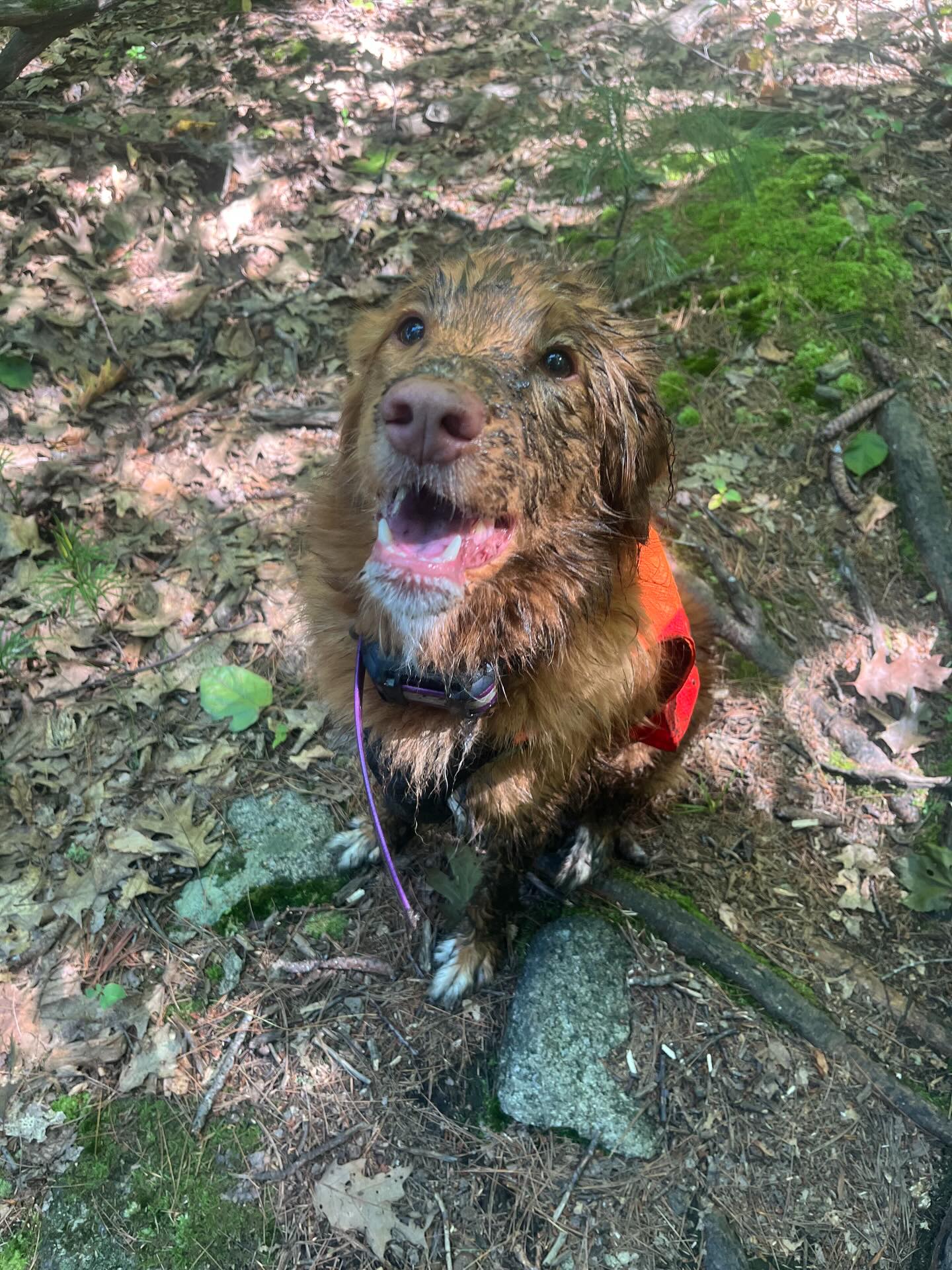 The dogs decided today is mud day ๐