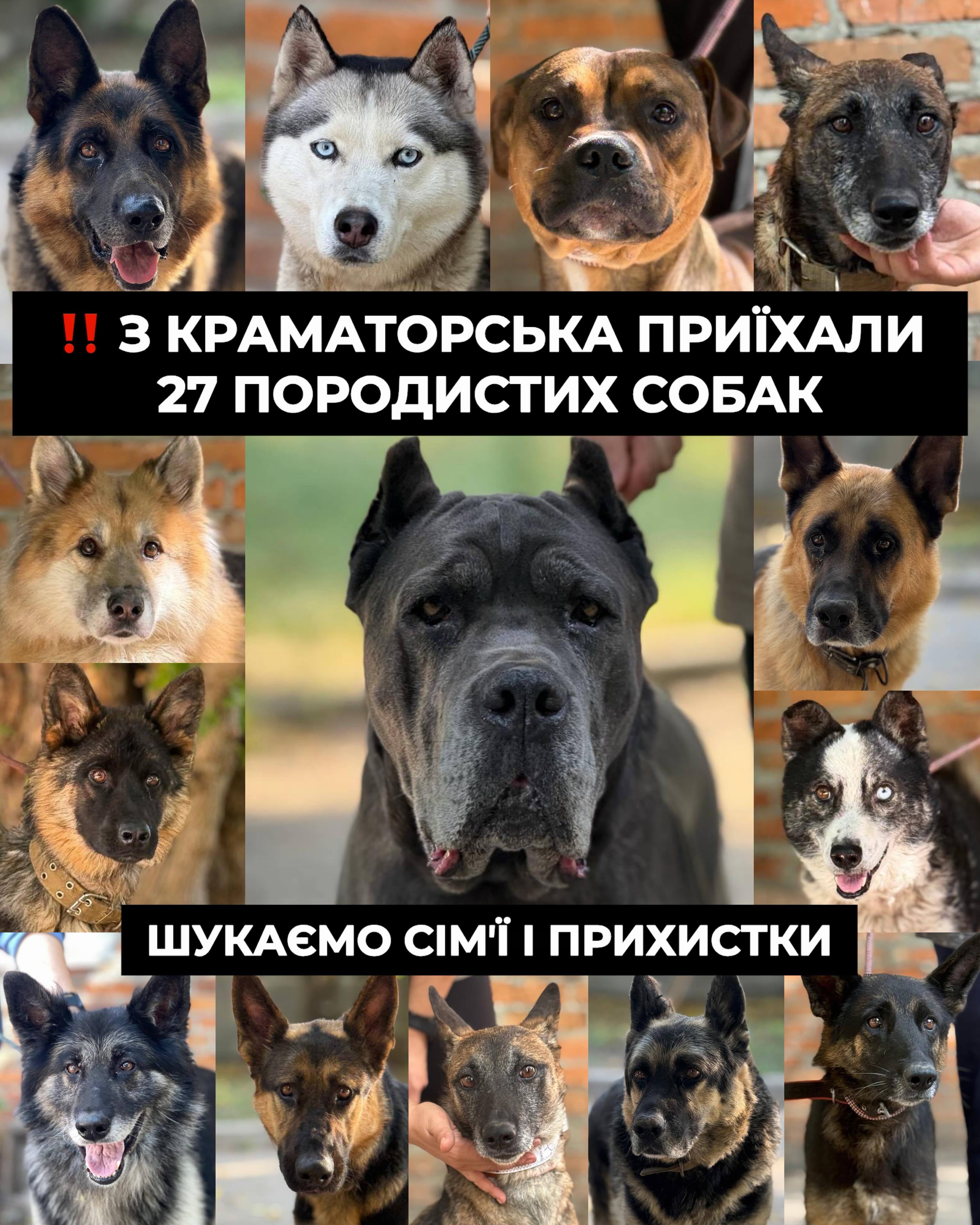 ❗️З Краматорська приїхали 14 вівчарок, 2 Кане-Корсо, 2 малінуа, 4 хаскі, 3 алабая і 2 стаффорда (⬇️ENG)
Зараз з кожної евакуації щодня приїжджають по кілька породистих домашніх собак. Люди приводять їх на розподільчий пункт в Краматорську зі сльозами і в повній безвиході.
У нас в ARK зараз 27 породистих домашніх собак.
Їм найважче знаходитися у притулку серед великої кількості собак.
❕Терміново шукаємо сімʼї!
❕Просимо відгукнутися організації, які професійно займаються породистими собаками, і допоможуть рятувати тварин із Краматорська!
🇺🇦🌍 Шукаємо співпраці по Україні та за кордоном.
Всиновити собаку / запропонувати співпрацю:
+380951021335 (WhatsApp / Viber / Telegram)
Зробити донат можна за посиланням у біо чи в коментарях 👉
❗️14 shepherds, 2 Cane Corsos, 2 Malinois, 4 huskies, 3 Alabais and 2 Staffordshire Terriers have arrived from Kramatorsk.
Every day, several purebred family dogs are now arriving with each evacuation. People bring them to the distribution point in Kramatorsk in tears and with nowhere else to turn.
We currently have 27 purebred family dogs at ARK.
It is especially difficult for them to stay in a shelter surrounded by a large number of other dogs.
❕We urgently need families!
❕We are asking organizations that specialize in purebred dogs to get in touch and help us rescue animals from Kramatorsk!
🇺🇦🌍 We are looking for cooperation across Ukraine and internationally.
To adopt a dog / offer cooperation:
+380951021335 (WhatsApp / Viber / Telegram)
You can make a donation via the link in our bio or in the comments 👉