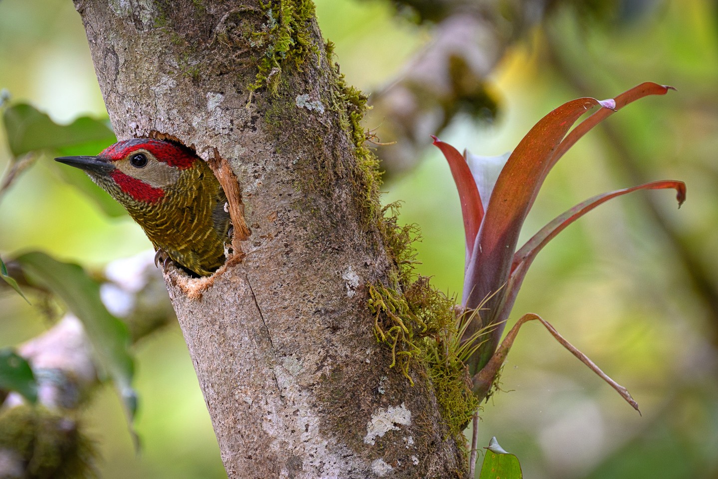 Costa Rica turned into one of my favorite birding trips yet. We hired a local guide who barely spoke English, we don't speak Spanish, and somehow it didn't matter. Binoculars, hand signals, and the @merlin.bird.id app got us through, and he found us birds we never would have spotted on our own, including this golden olive woodpecker tucked into a nest hole.
The eco lodge we stayed at only made it better. Every morning they'd put out plantains for the birds and breakfast turned into a front row seat to a flurry of color.
Photos are: Golden-olive woodpecker, red-legged honeycreeper, and scarlet-rumped tanager.
#costarica #birdphotography #birding #travelphotography #merlinapp