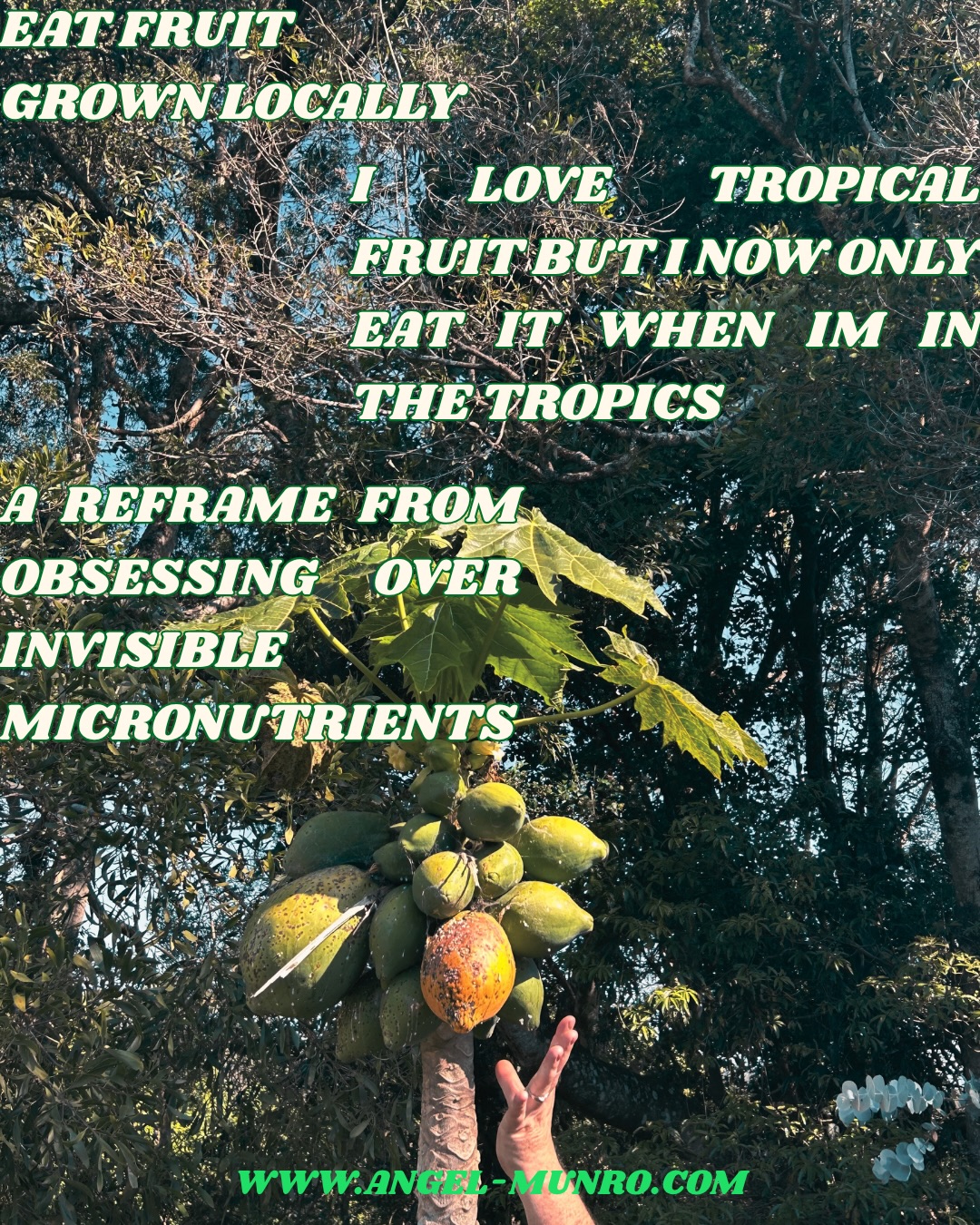 EAT FRUIT
GROWN LOCALLY
I LOVE TROPICAL FRUIT BUT I ONLY EAT IT WHEN IM IN THE TROPICS
A REFRAME FROM OBSESSING OVER INVISIBLE MICRONUTRIENTS
TO FOLLOWING THE SUN AS THE SUN IS THE PRIMARY CUE FOR METABOLISM
WARMER CLIMATES = BETTER CARBOHYDRATE METABOLISM
SWEET TROPICAL FRUIT OFFERS HYDRATION & QUICK ACTING CARBOHYDRATES FOR WHEN THE REQUIREMENTS FOR BOTH INCREASE DURING HOT HUMID WEATHER
LIGHTER COLOURED, MORE FIBROUS FRUIT = SLOWER RELEASE OF CARBOHYDRATES WHEN COOL WEATHER SLOWS METABOLISM
BRIGHTLY COLOURED FRUIT OFFERS PROTECTION AGAINST SUN DAMAGE
ALL EVIDENCE INDICATES THAT NATURE PROVIDES US WITH WHAT WE NEED FOR THE CLIMATE THAT WE ARE IN